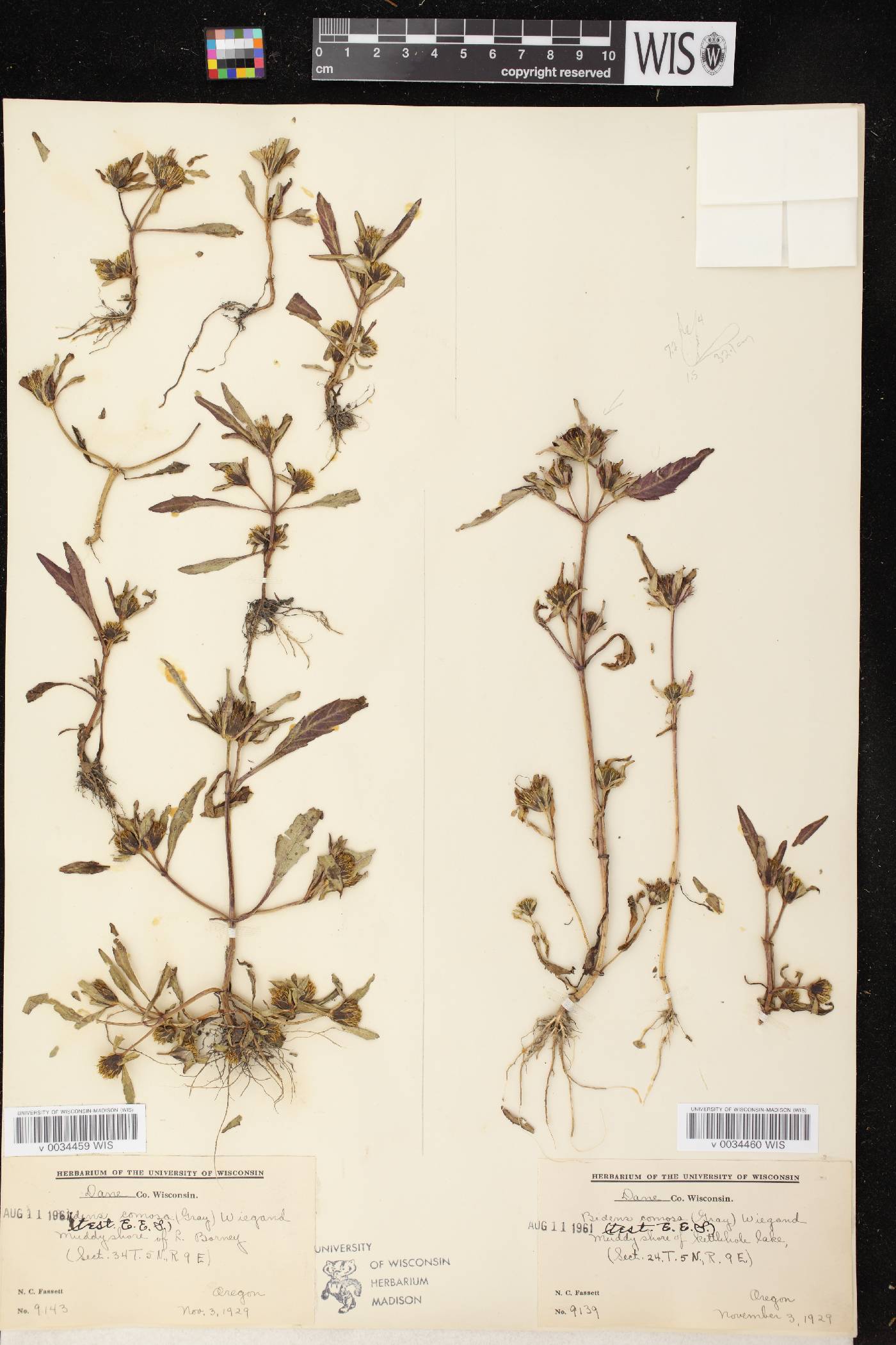 Bidens tripartita image