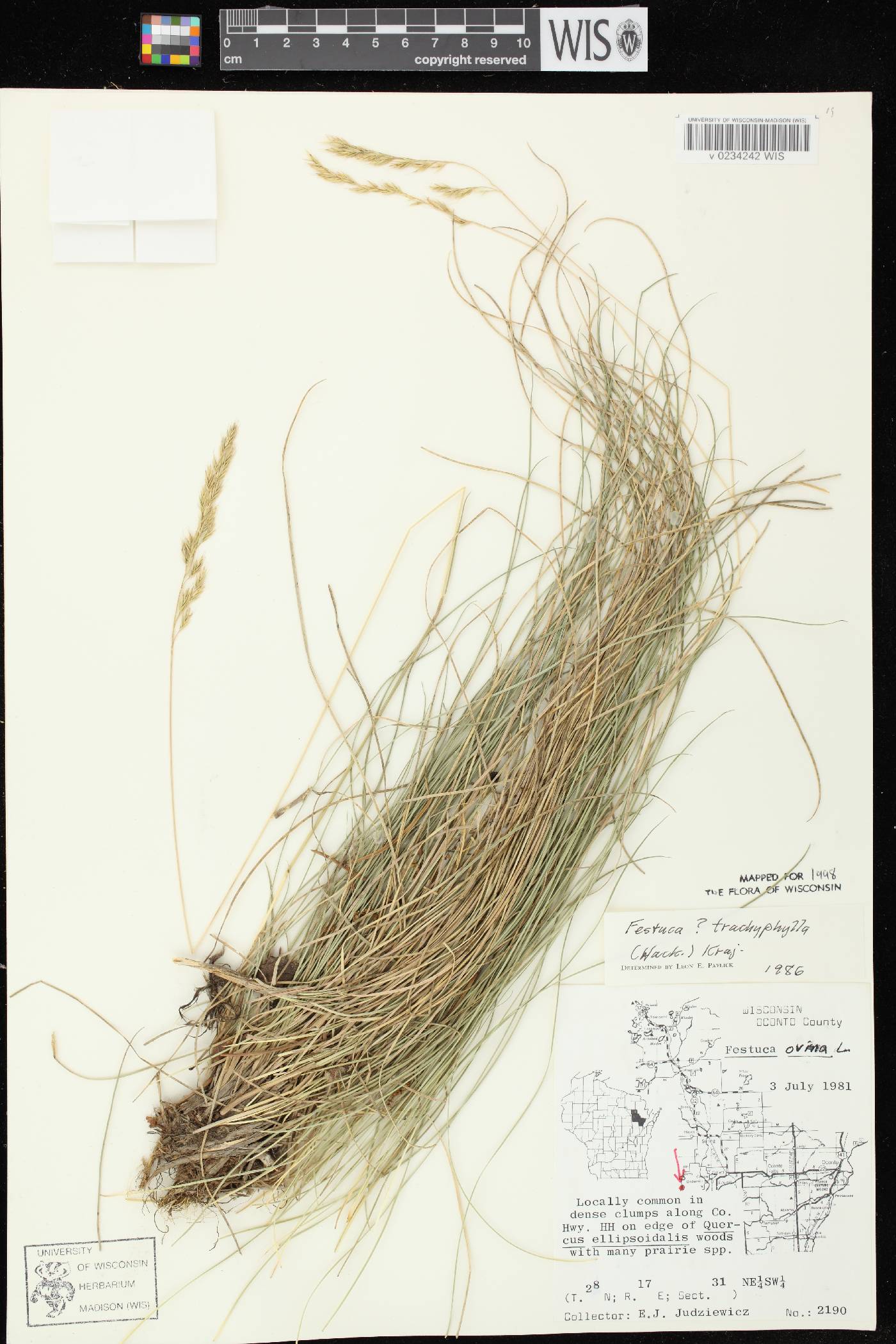 Festuca trachyphylla image