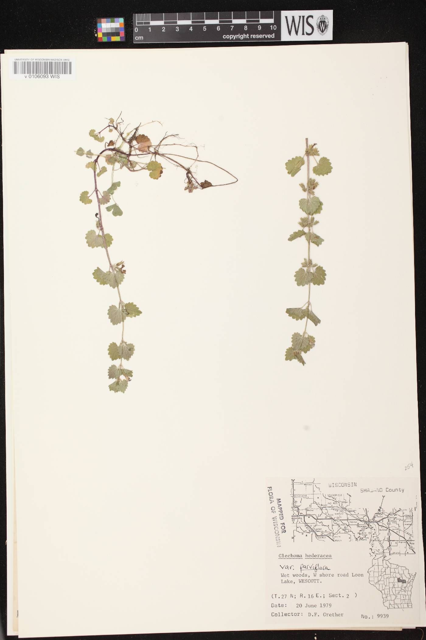 Glechoma hederacea image