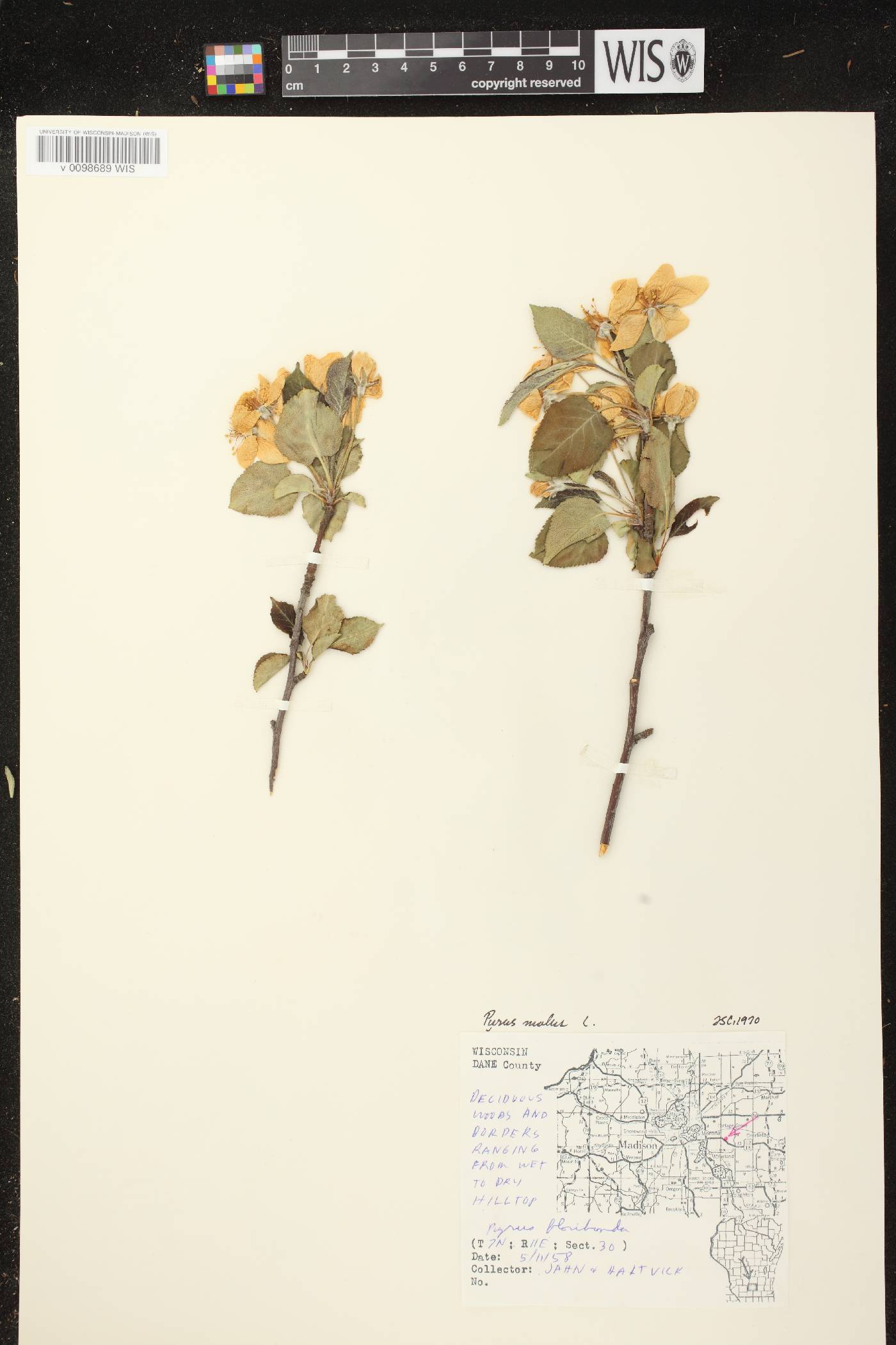 Malus pumila image