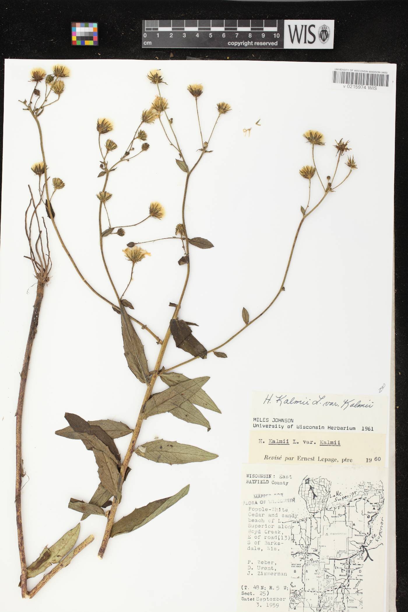 Hieracium umbellatum image