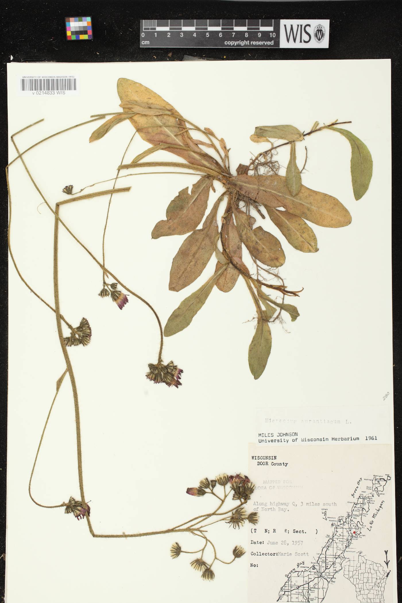 Hieracium aurantiacum image