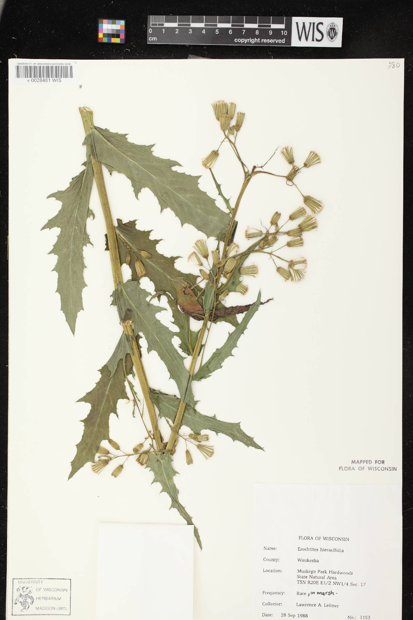 Erechtites hieracifolius image