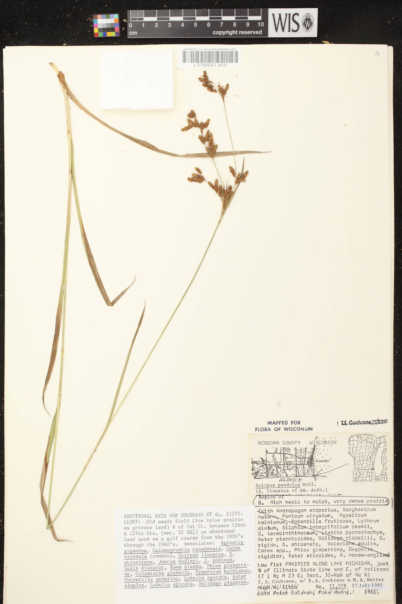Scirpus pendulus image