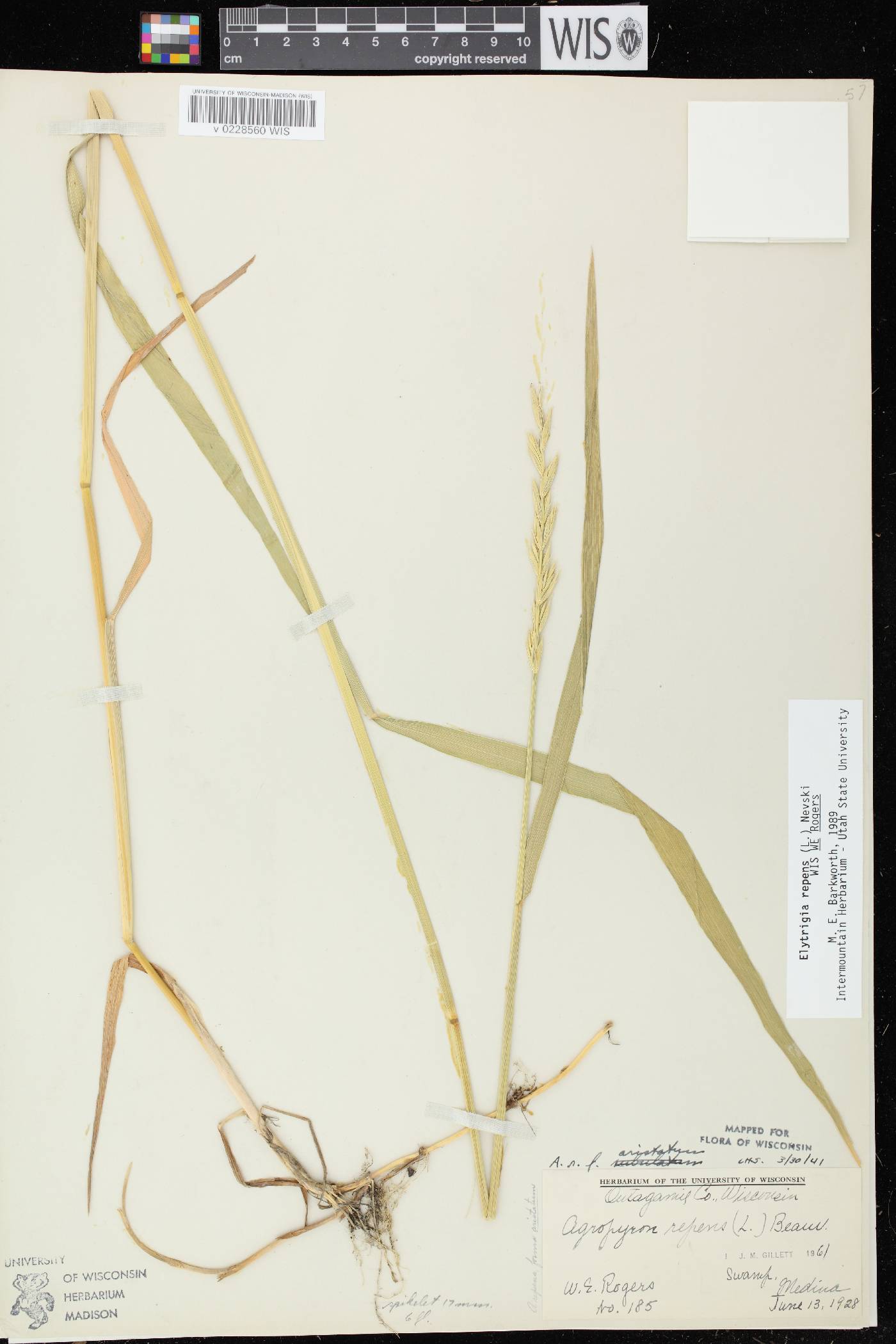 Elymus repens image