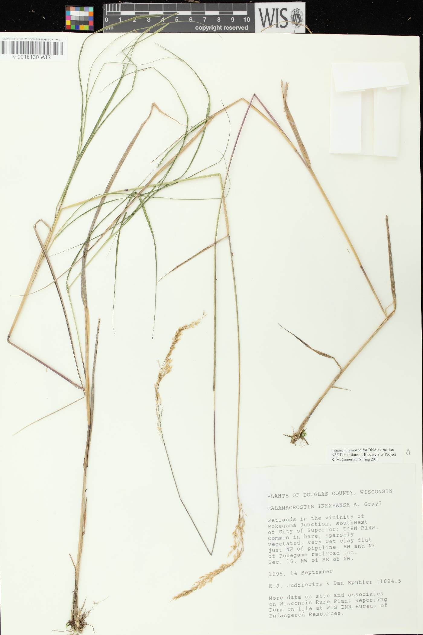 Calamagrostis stricta subsp. stricta image