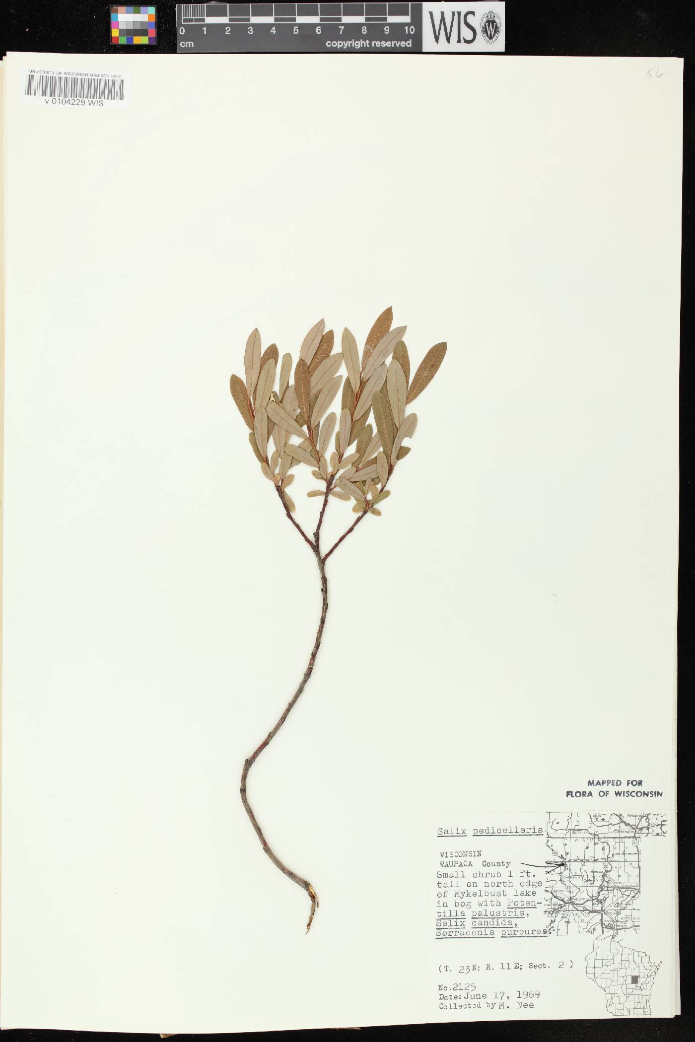 Salix pedicellaris image