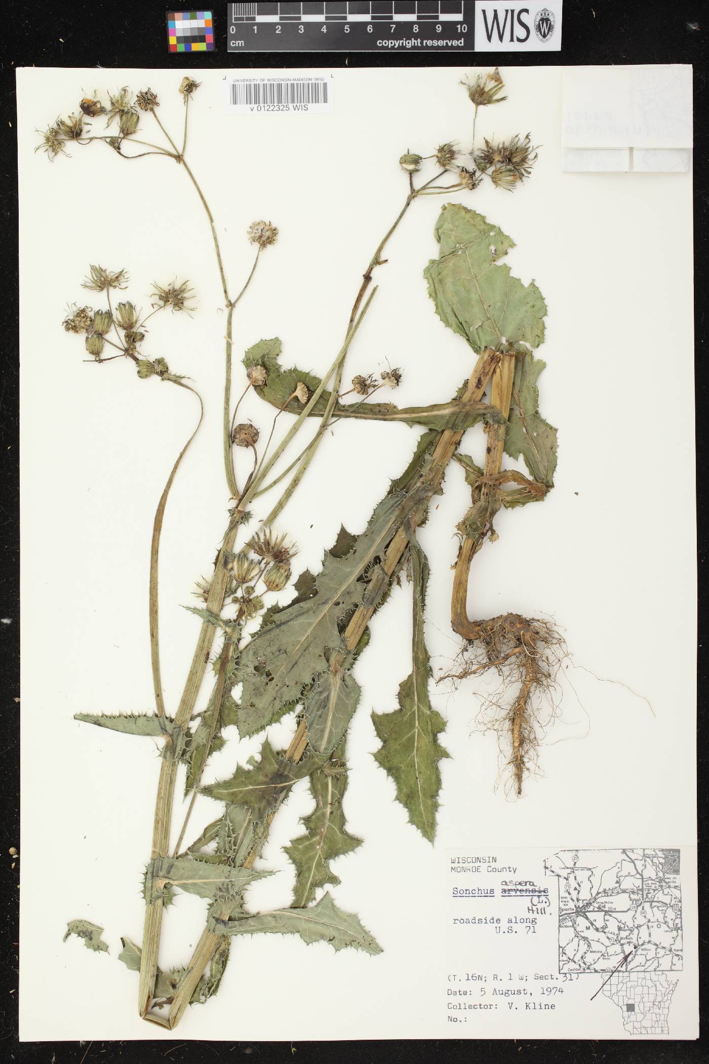 Sonchus asper image
