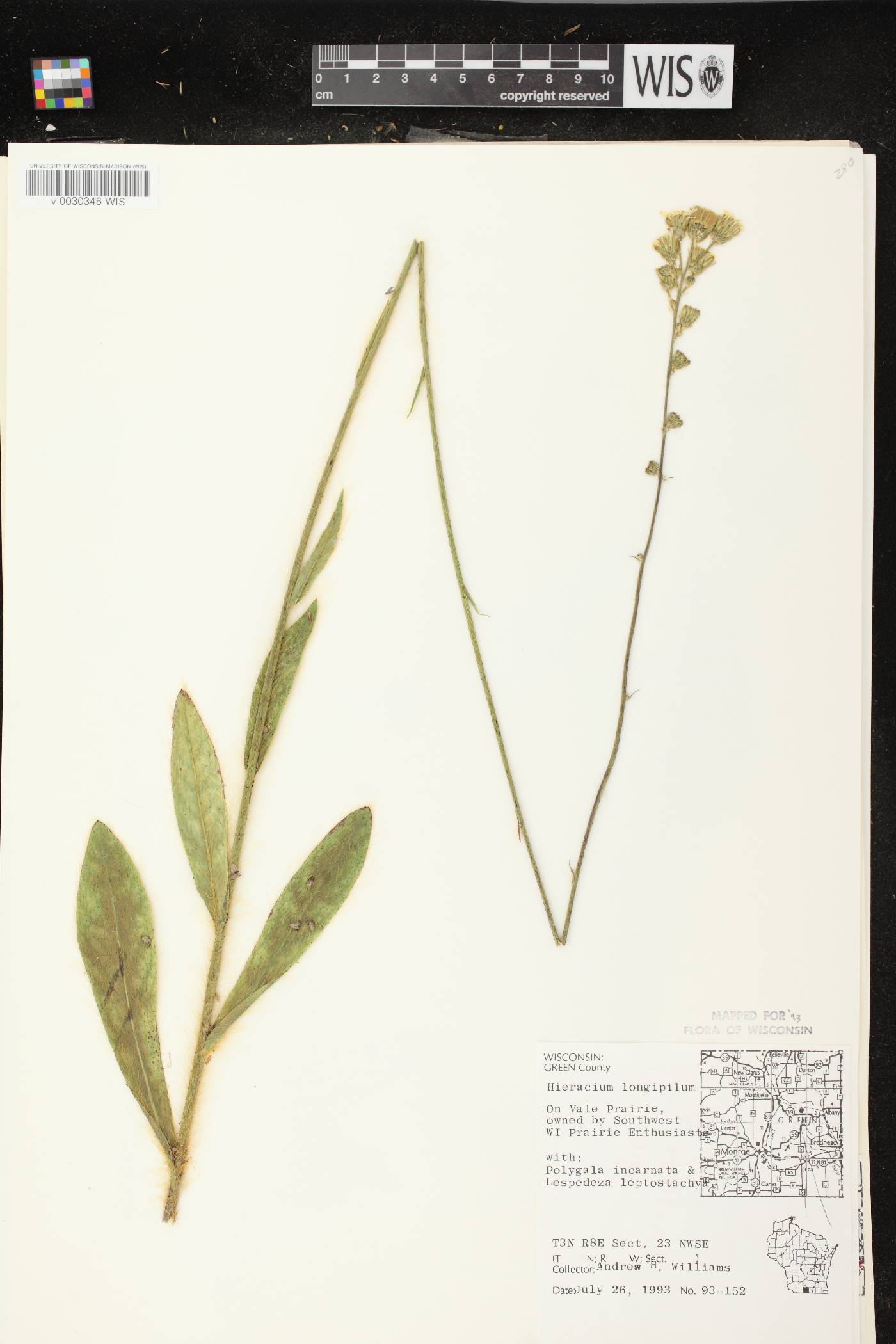 Hieracium longipilum image