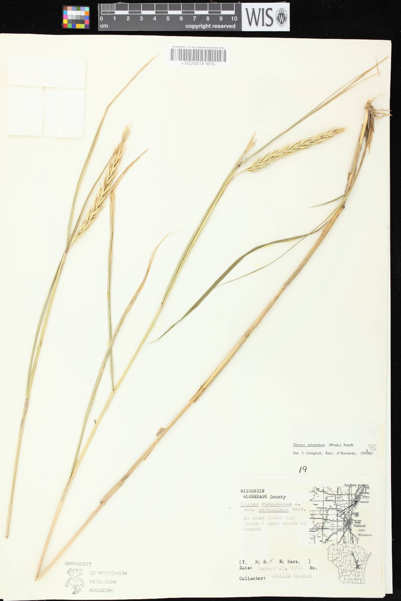 Elymus curvatus image