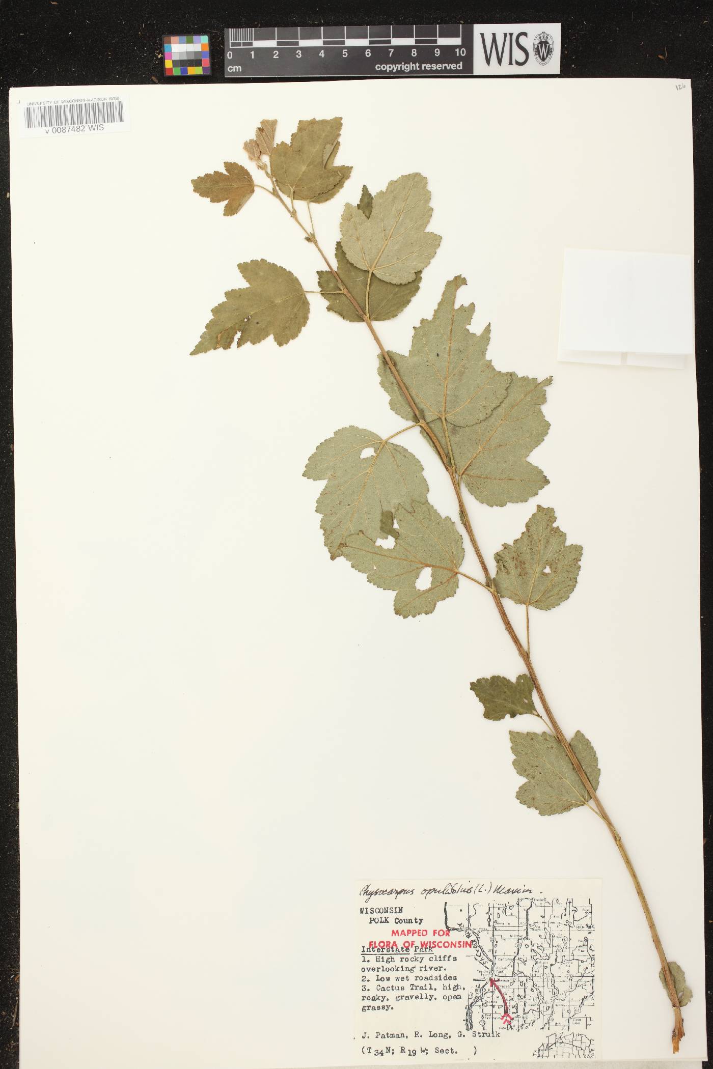 Physocarpus opulifolius image