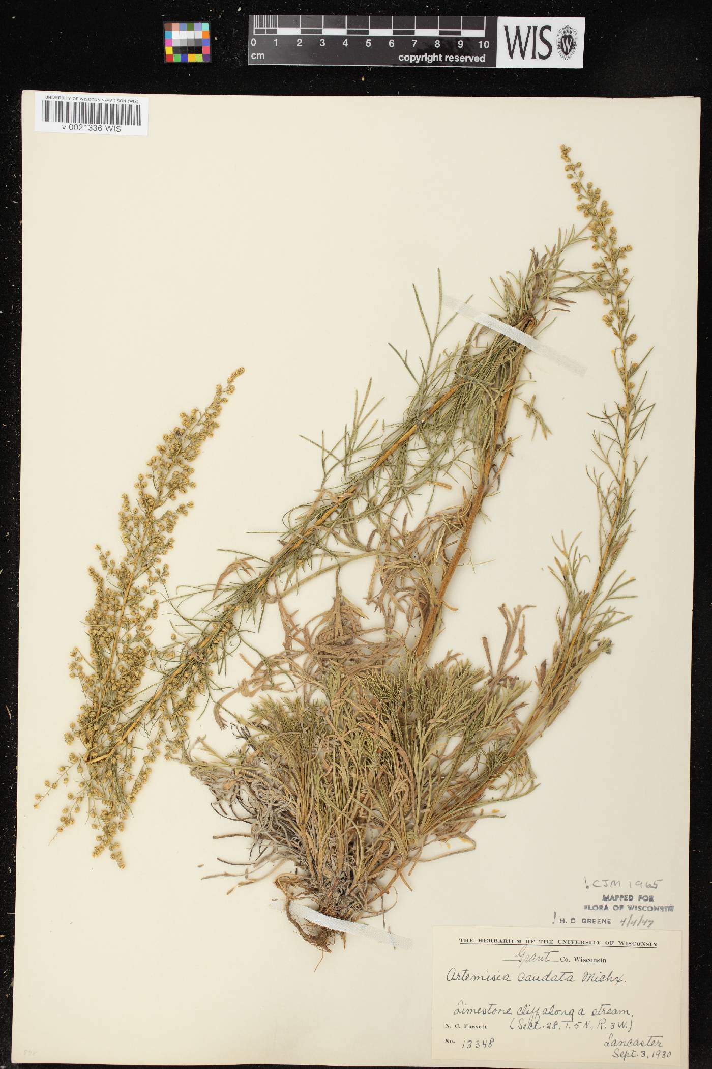 Artemisia campestris image