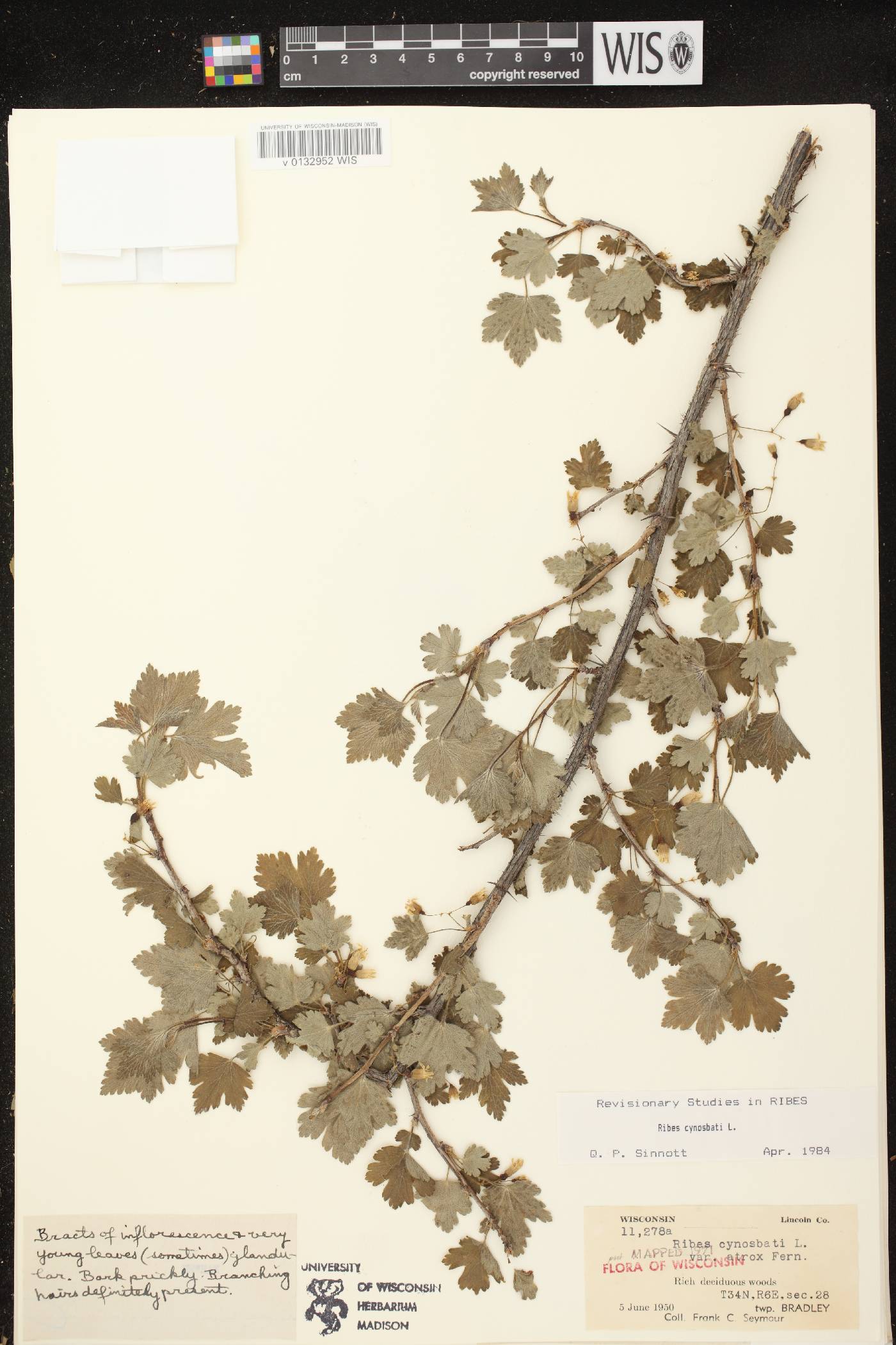 Ribes cynosbati image