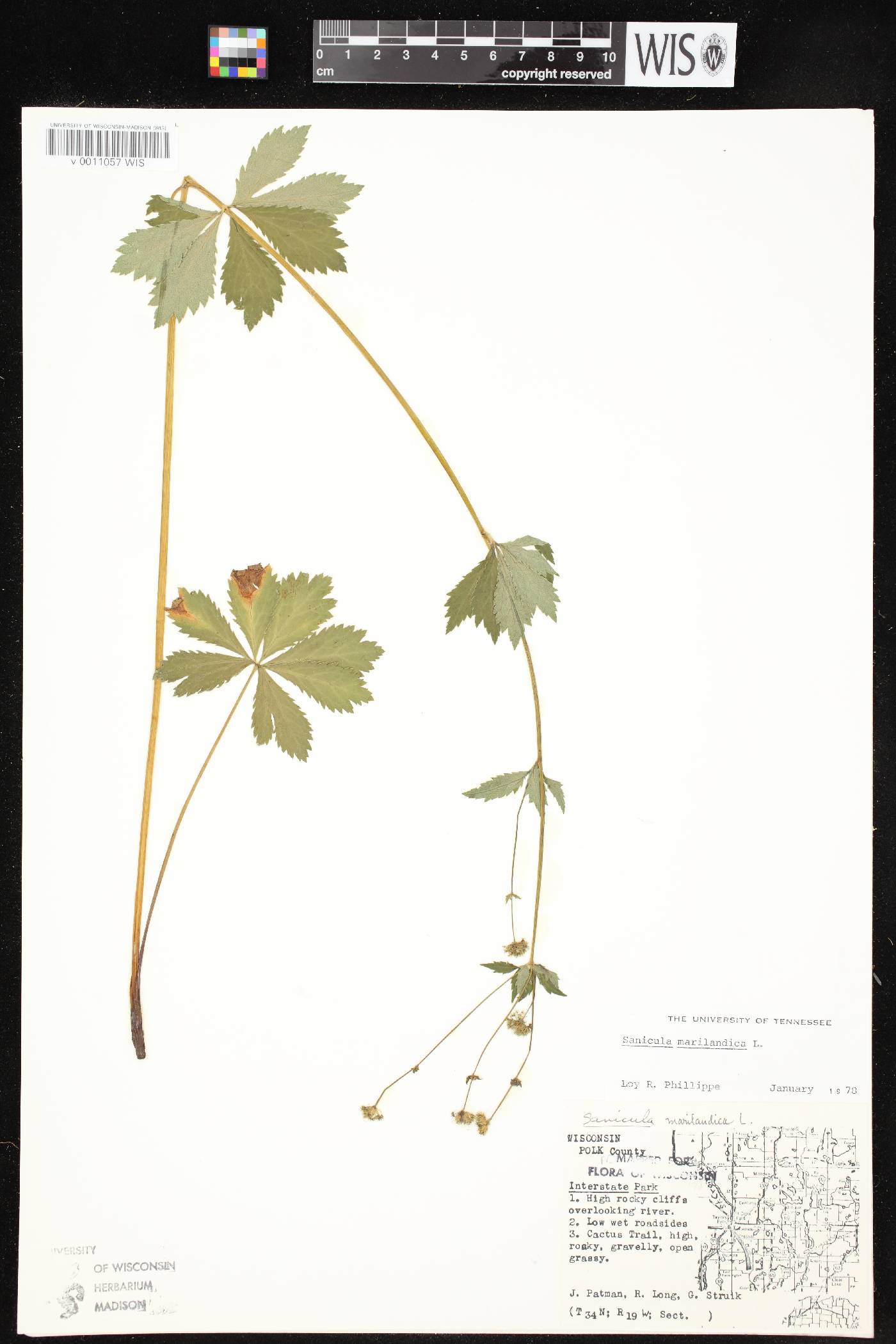 Sanicula marilandica image