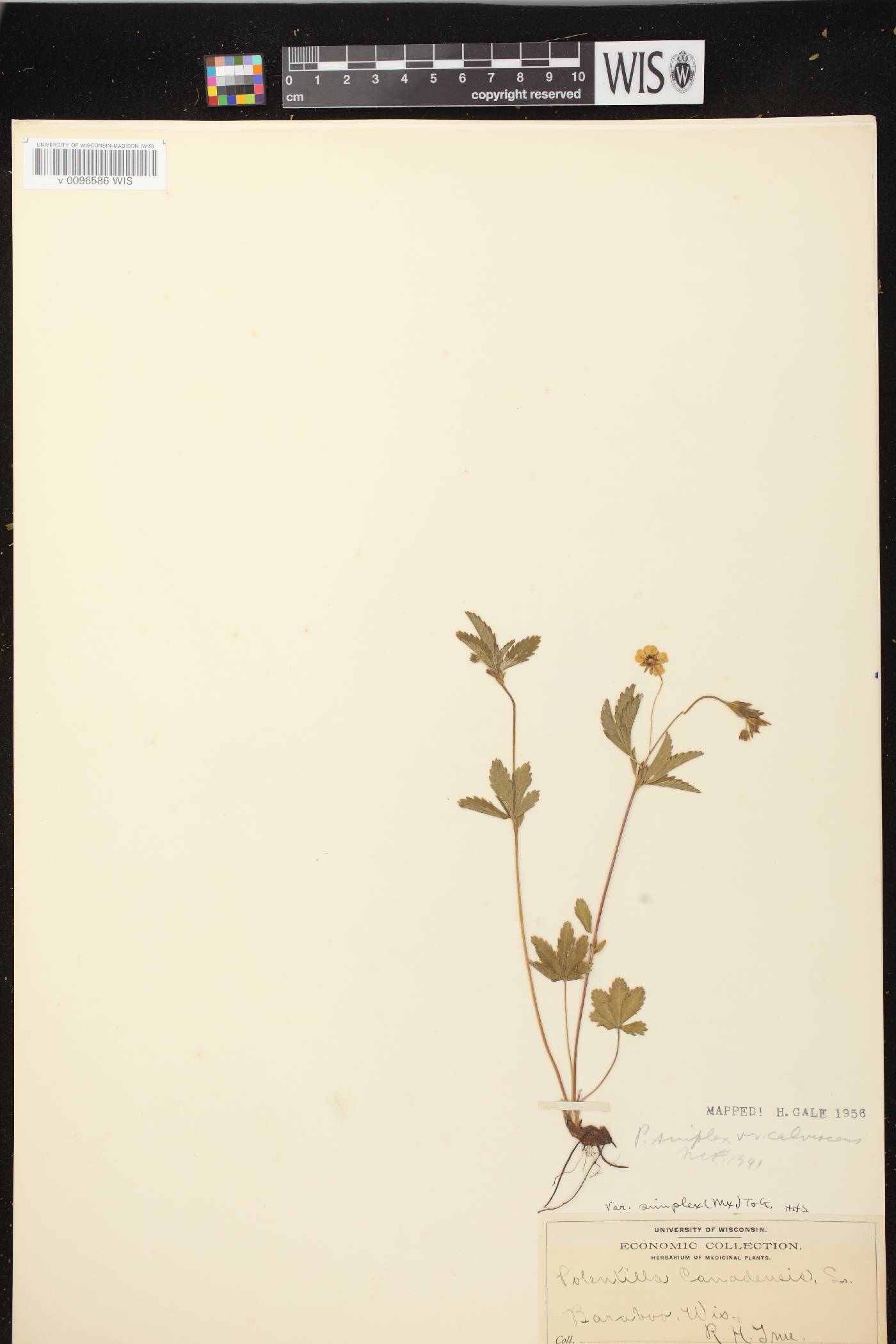 Potentilla simplex image