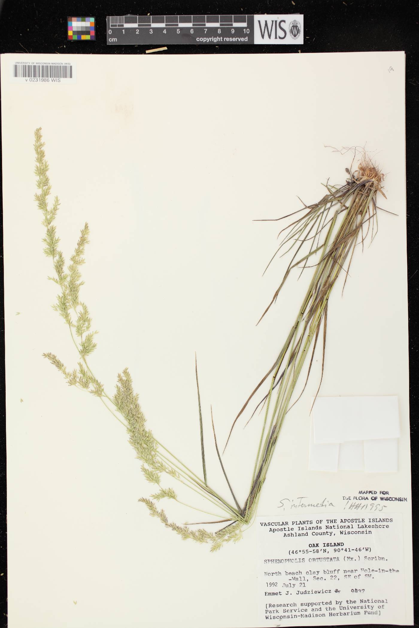 Sphenopholis intermedia image