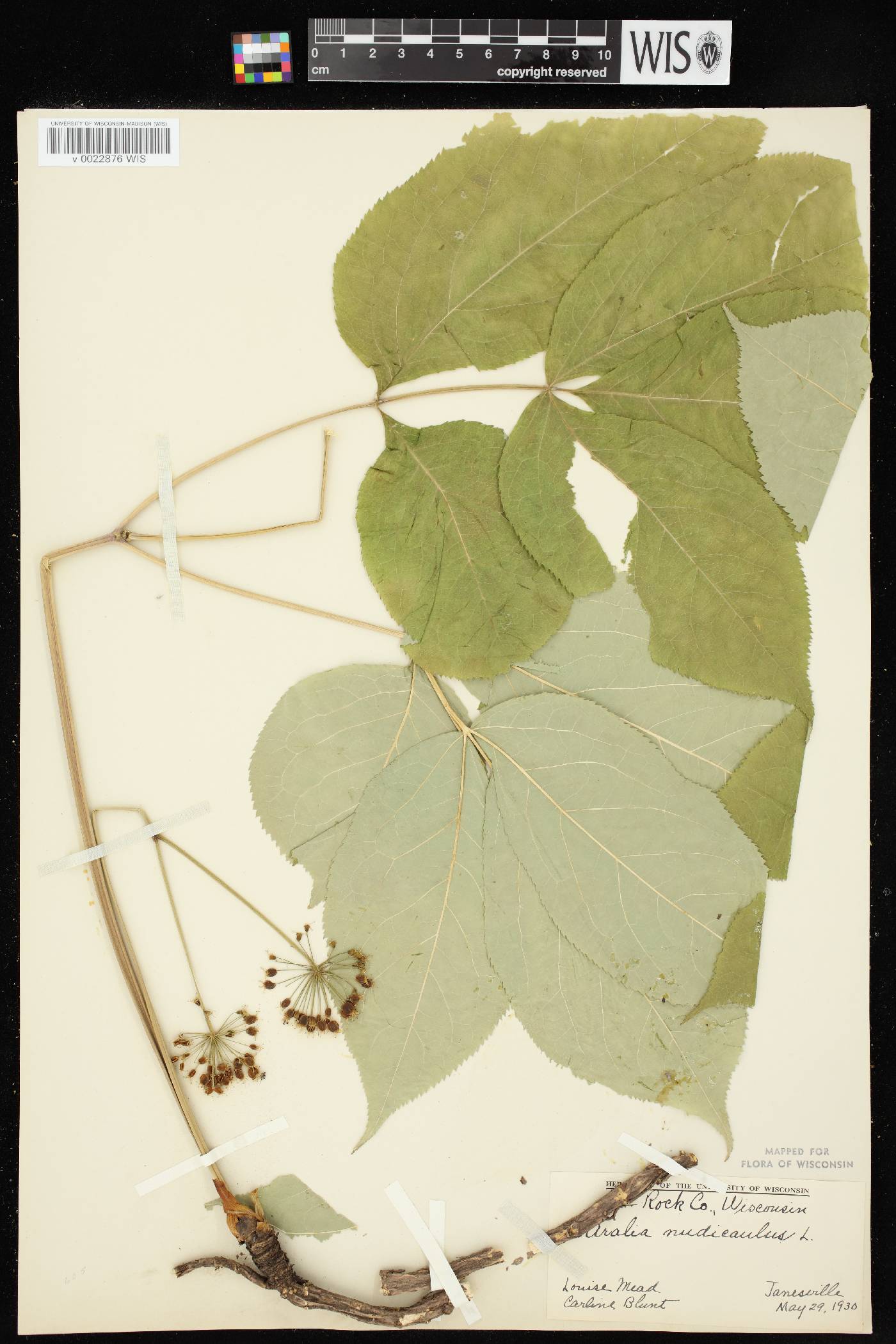 Aralia nudicaulis image