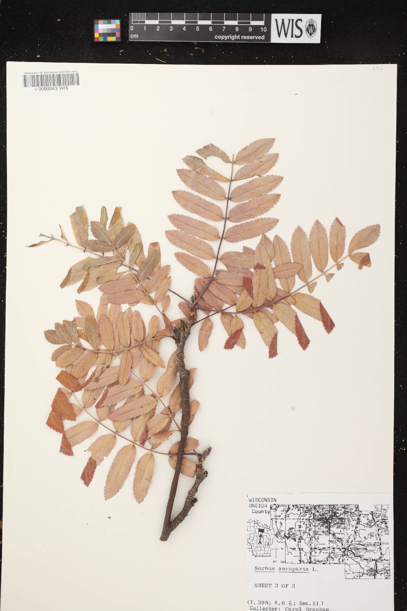 Sorbus aucuparia image