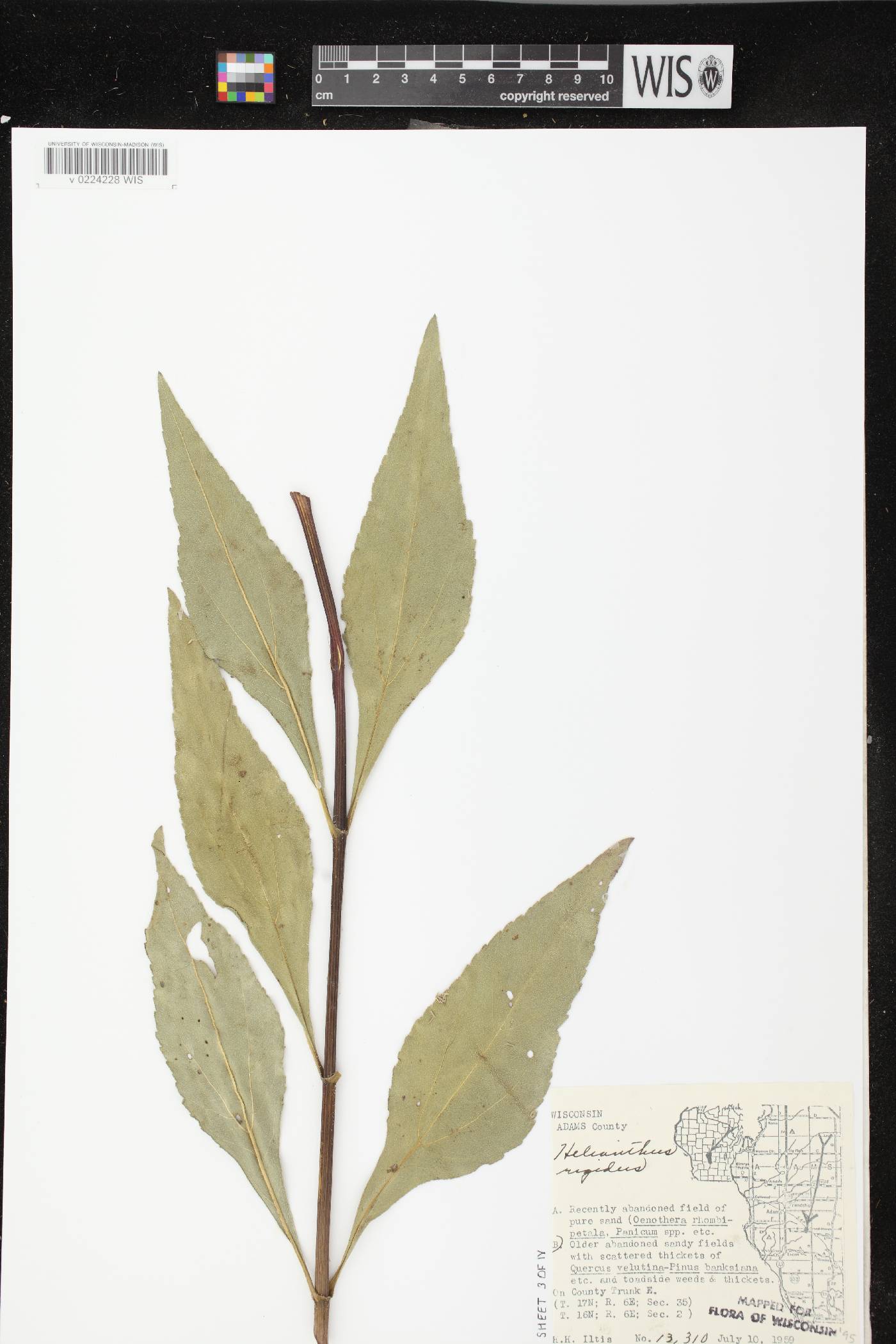 Helianthus pauciflorus subsp. pauciflorus image