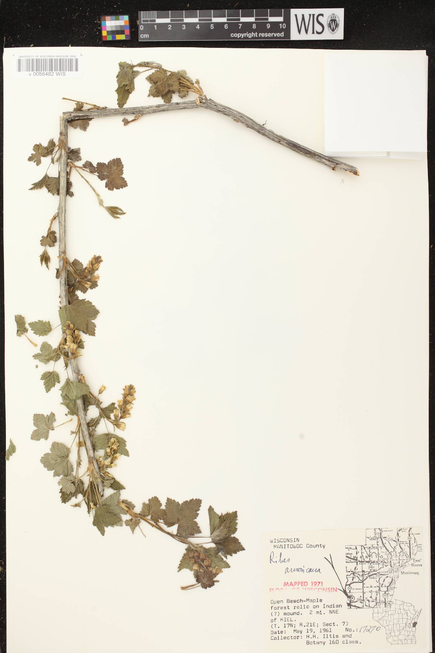 Ribes americanum image