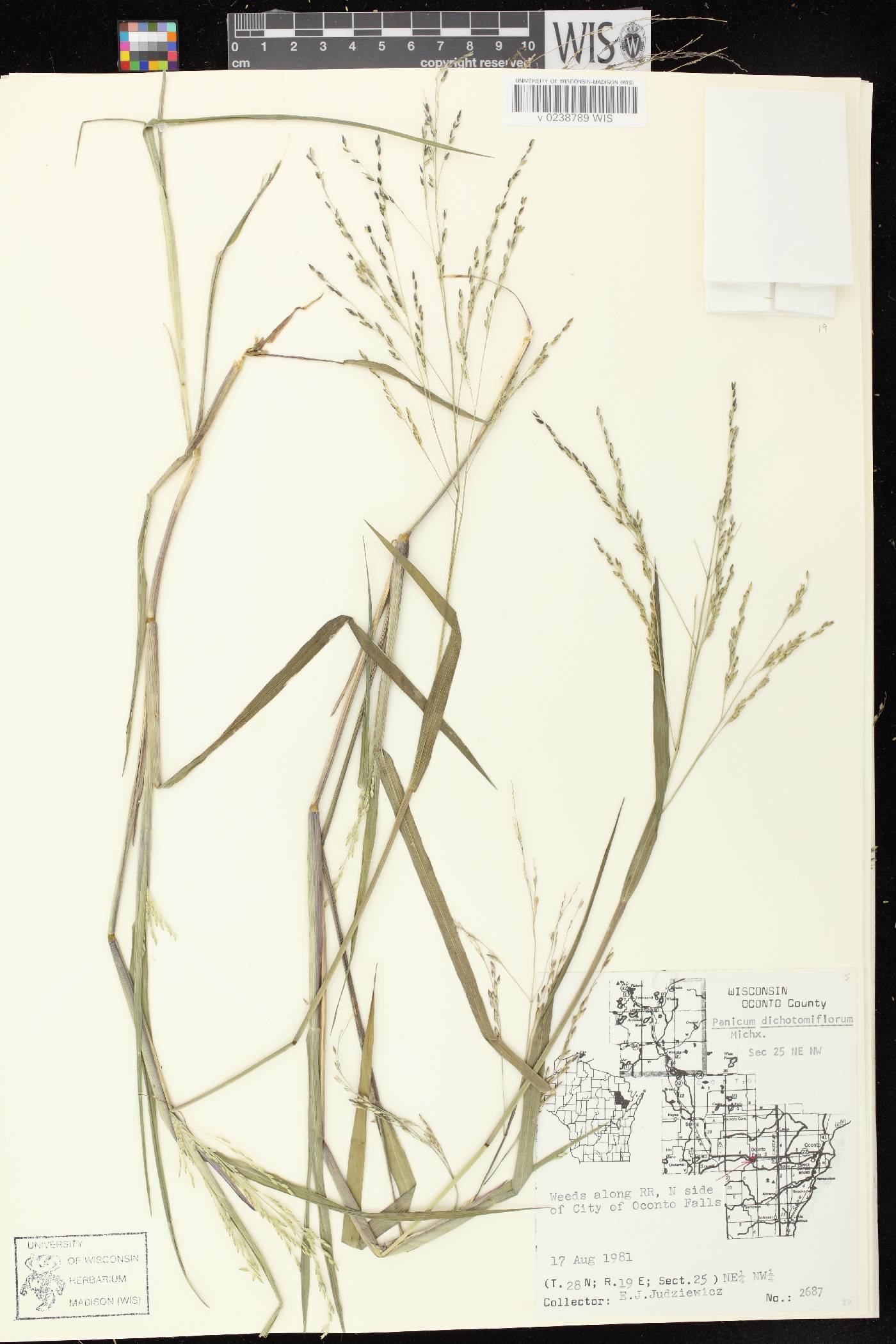 Panicum dichotomiflorum subsp. dichotomiflorum image