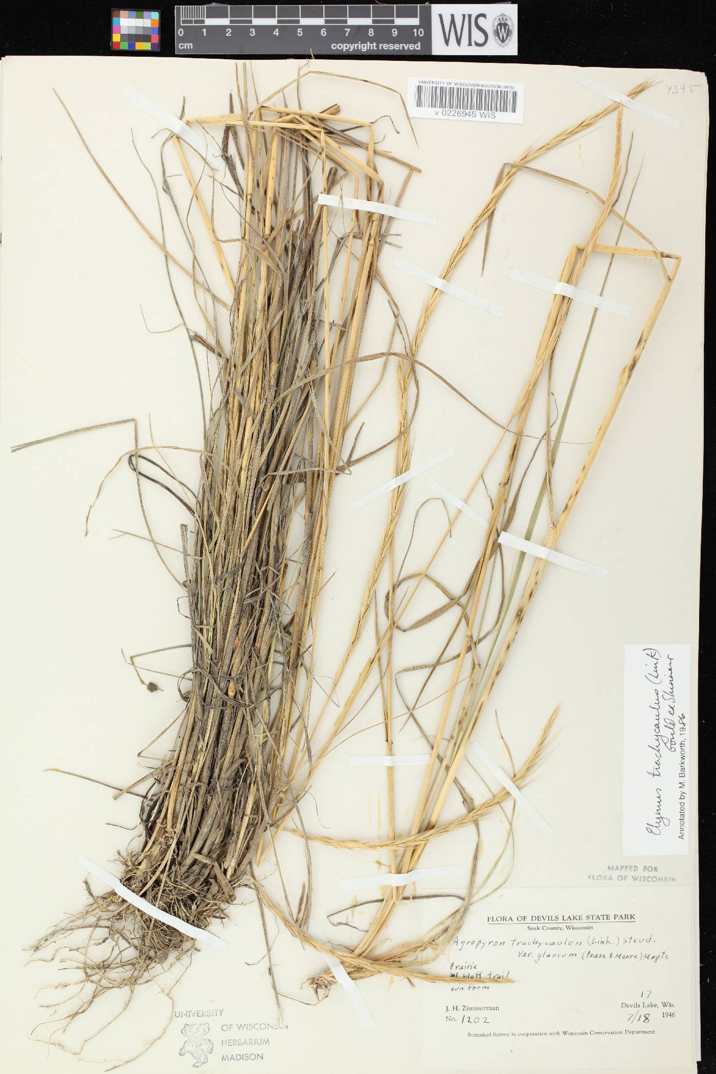 Elymus trachycaulus subsp. subsecundus image