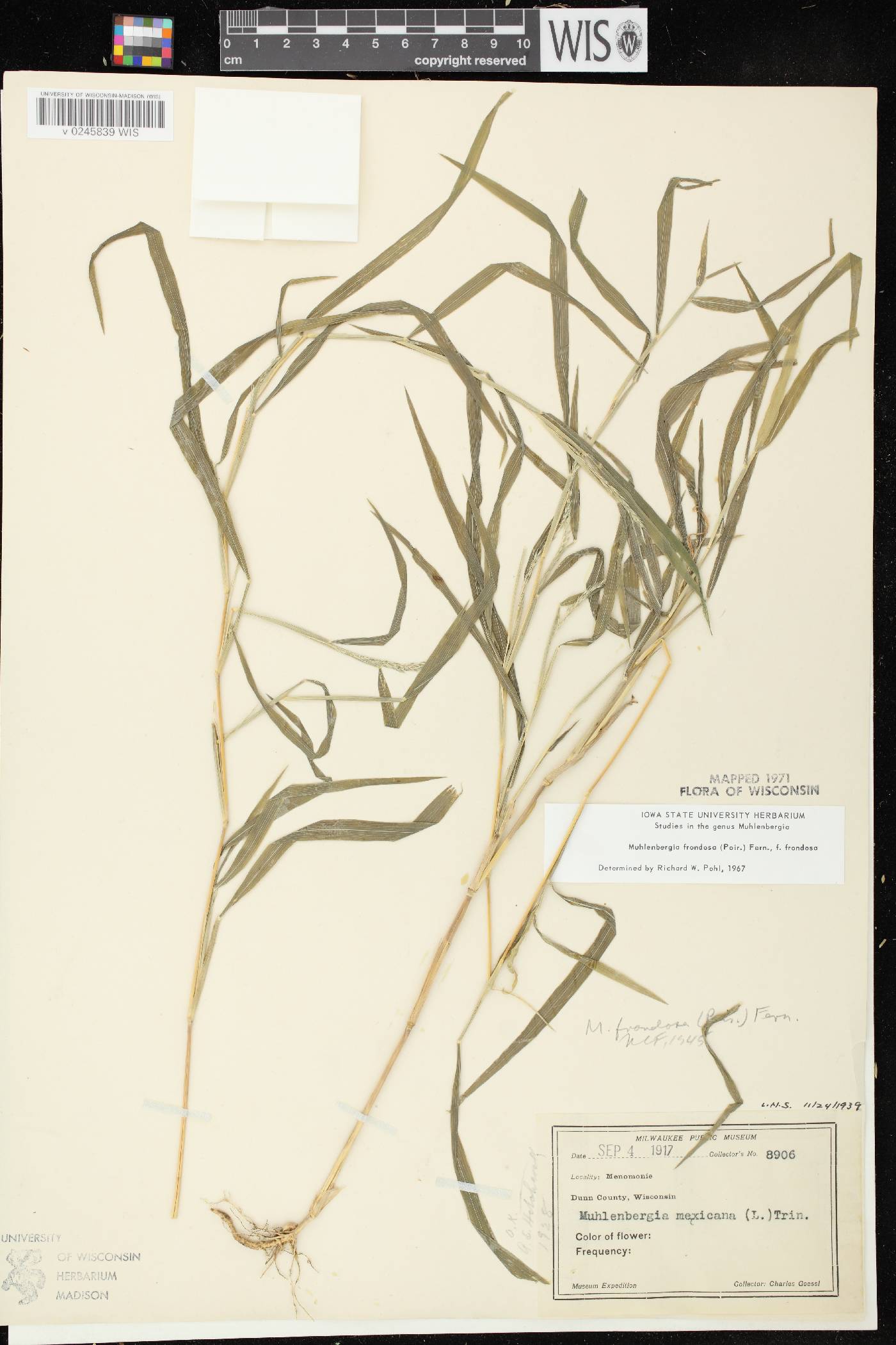 Muhlenbergia frondosa image