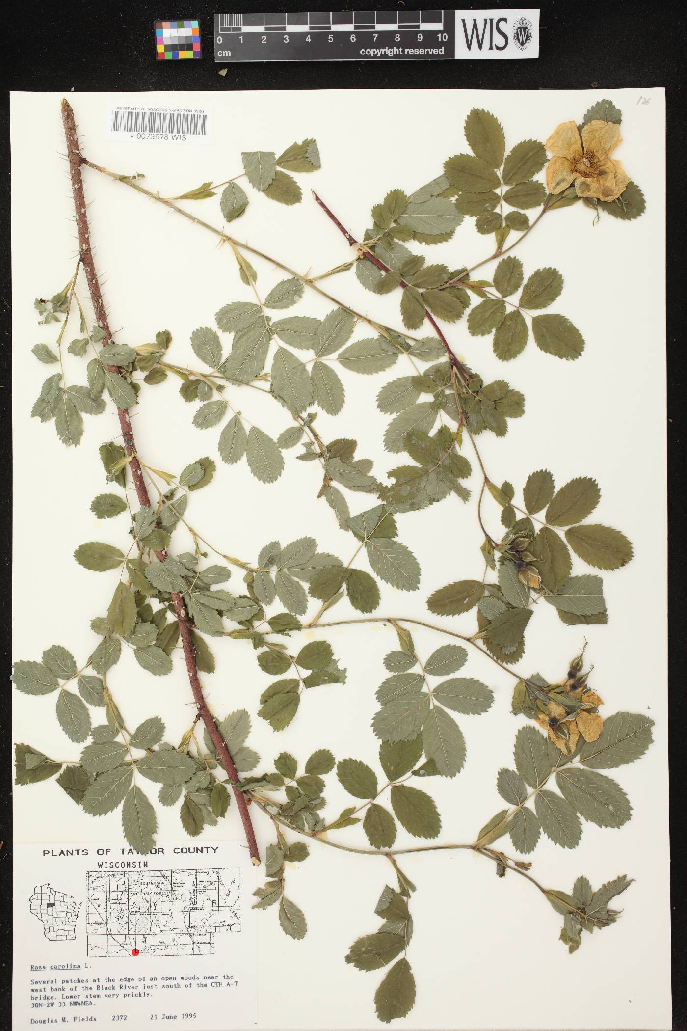 Rosa carolina image