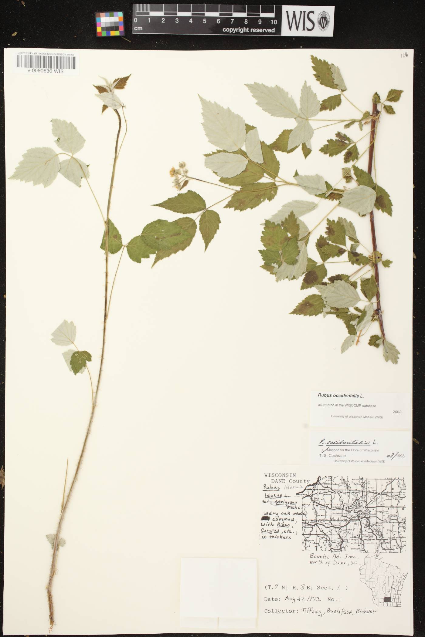 Rubus occidentalis image