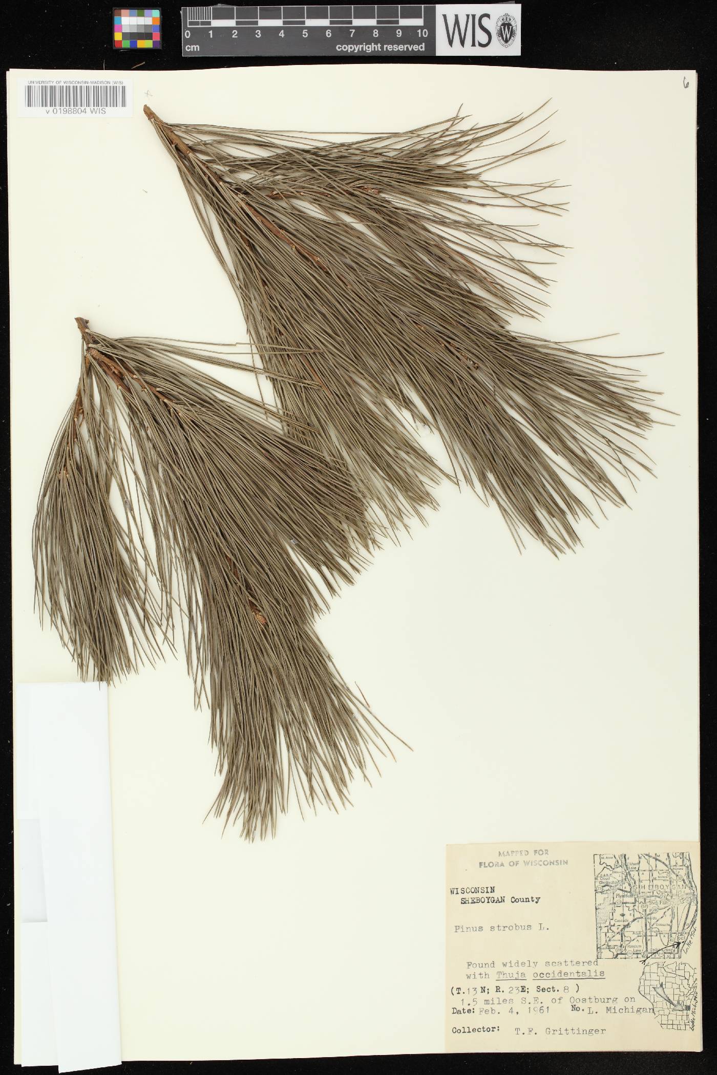 Pinus strobus image