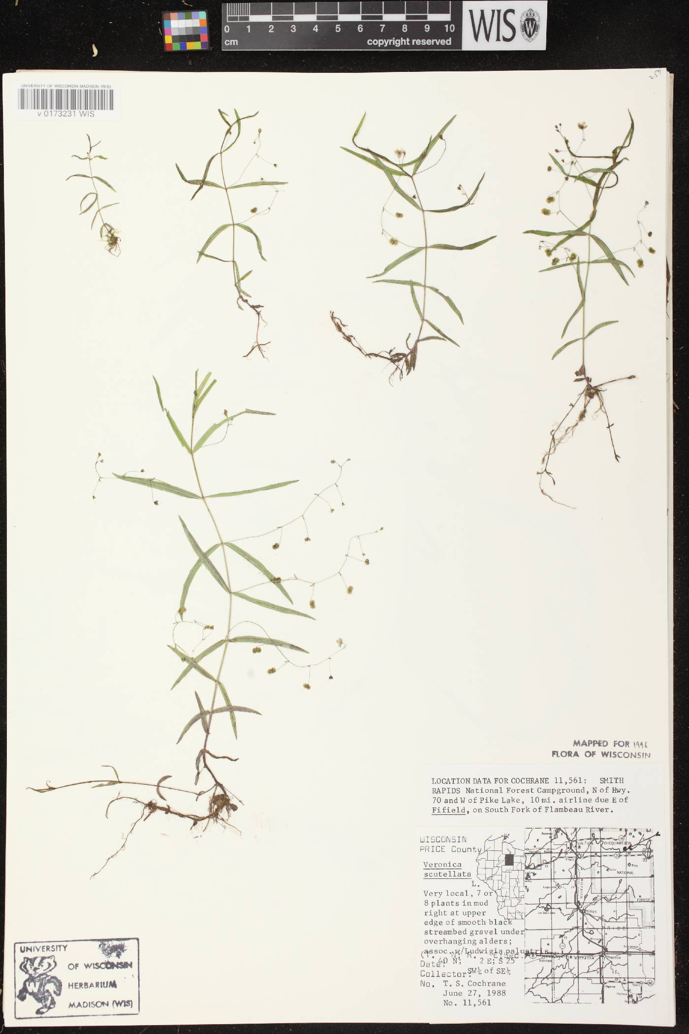 Veronica scutellata image