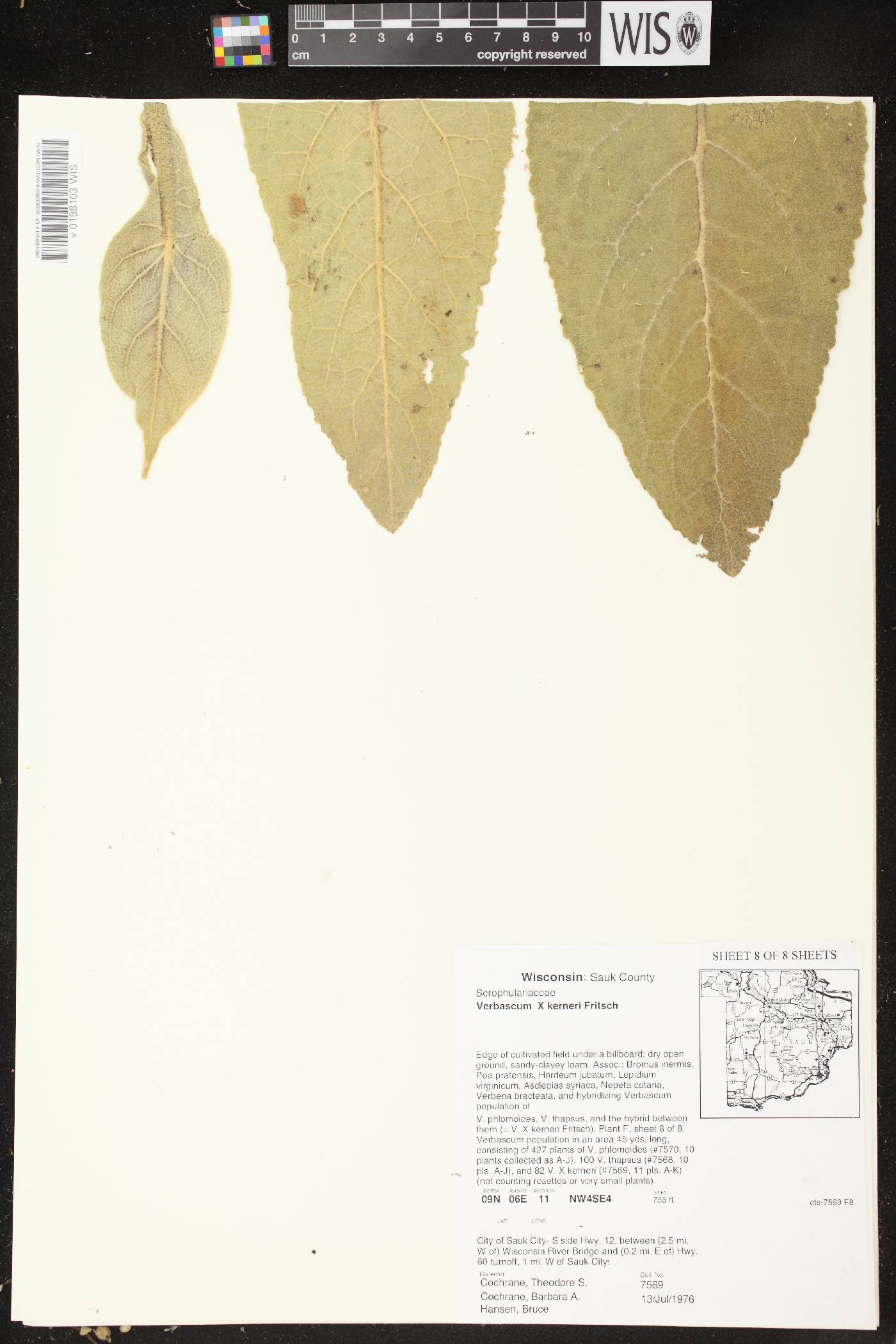 Verbascum X kerneri image