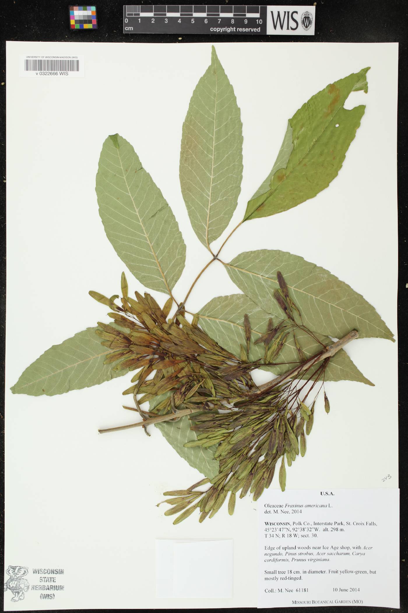 Fraxinus americana image