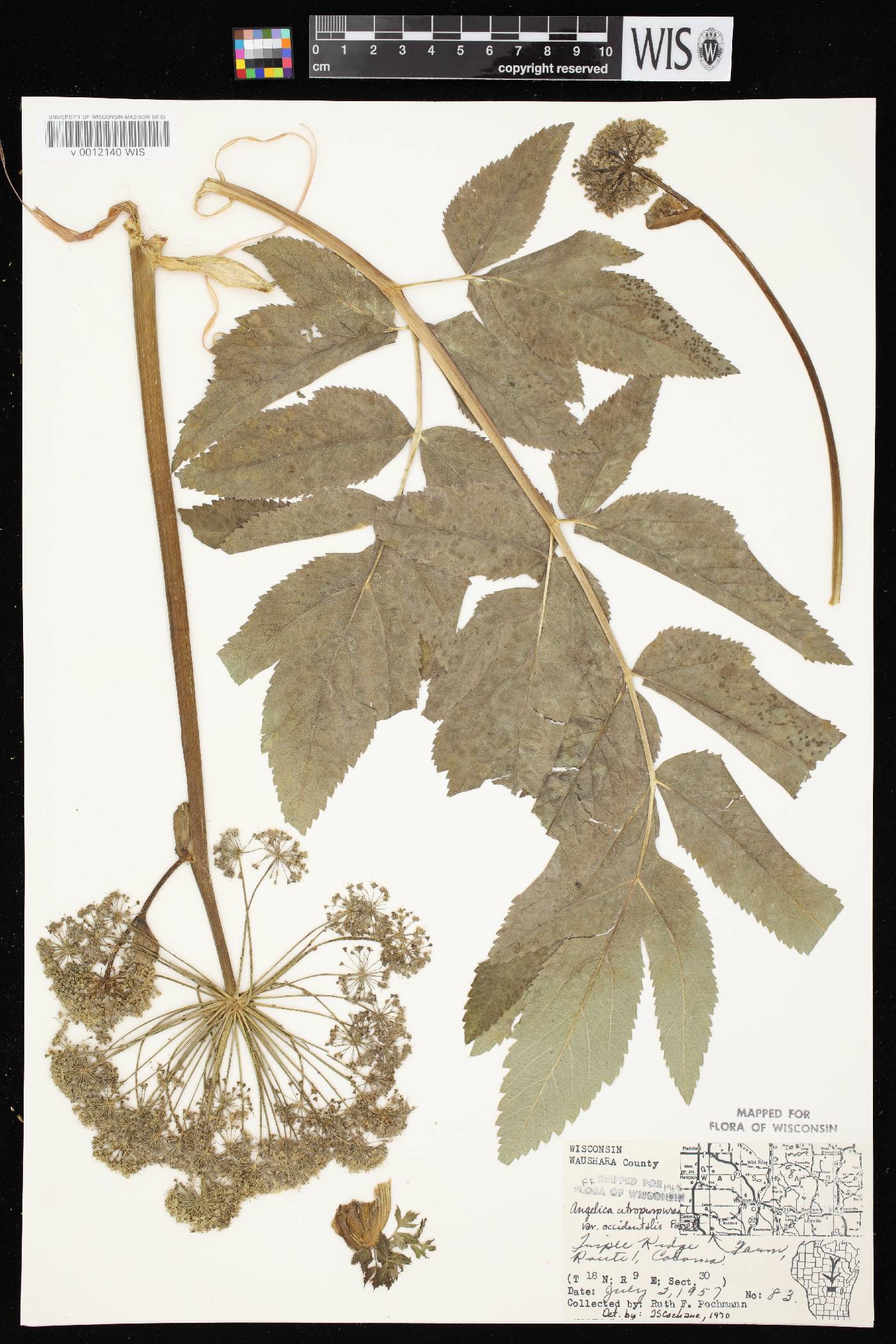 Angelica atropurpurea var. occidentalis image