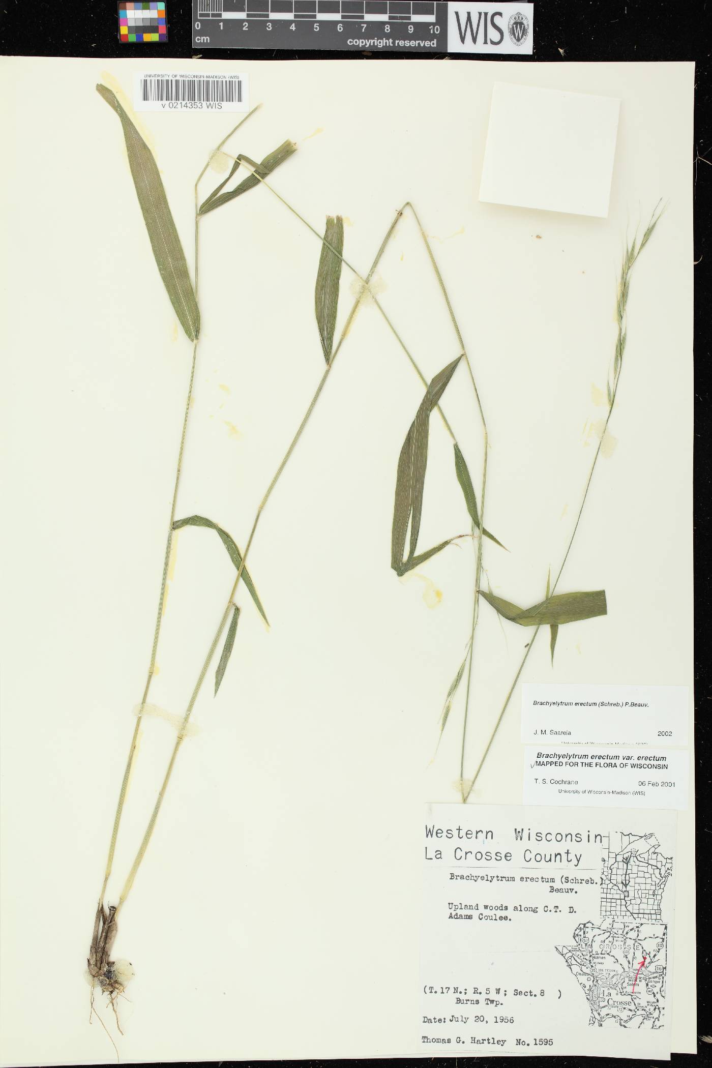 Brachyelytrum erectum image