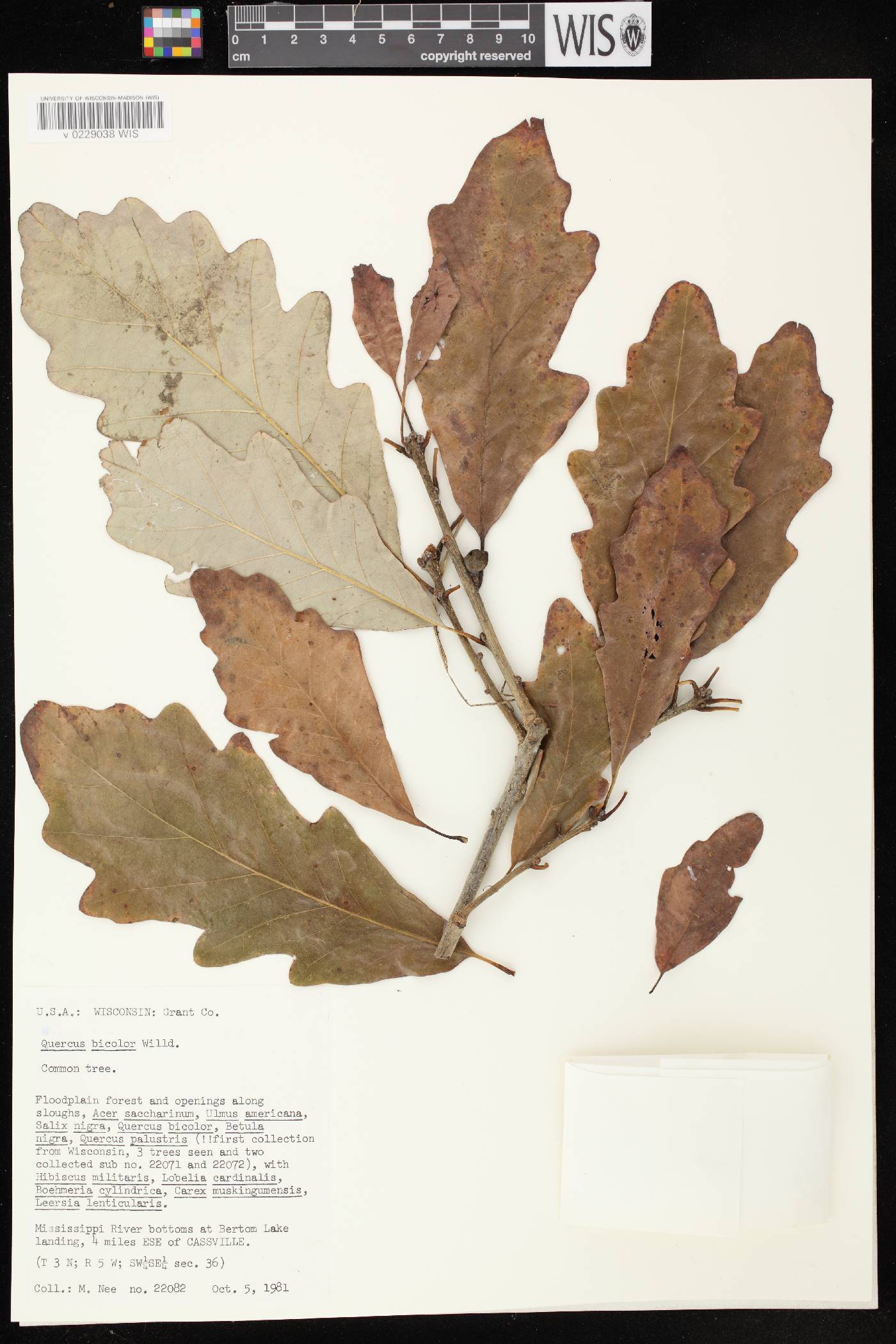 Quercus bicolor image