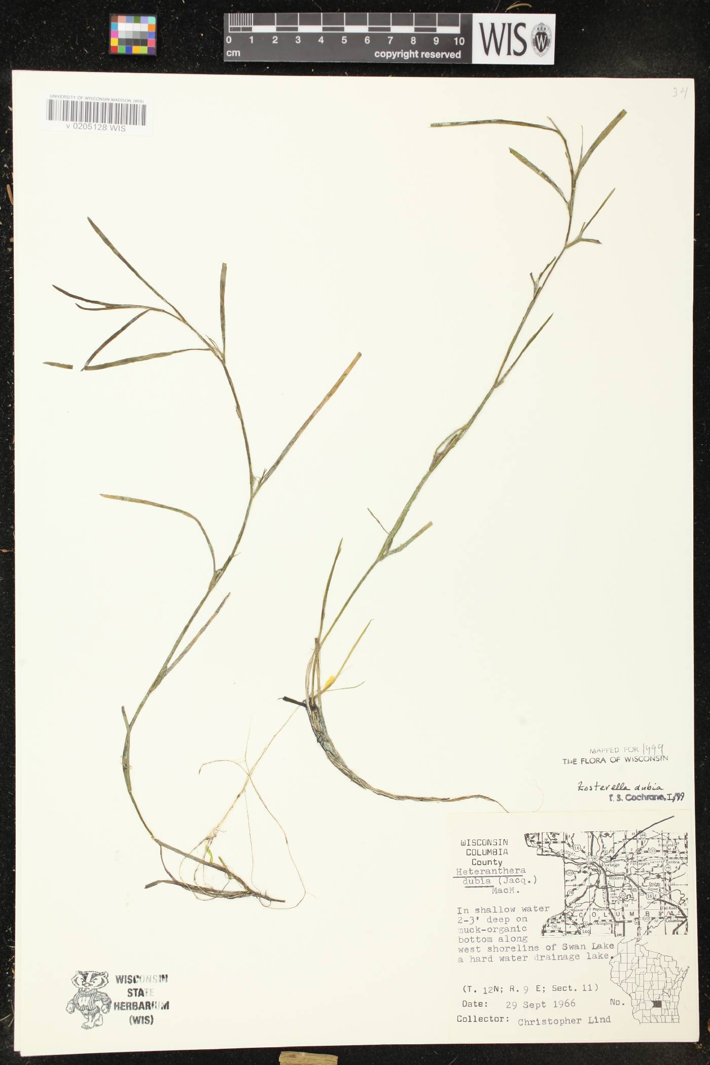 Heteranthera dubia image