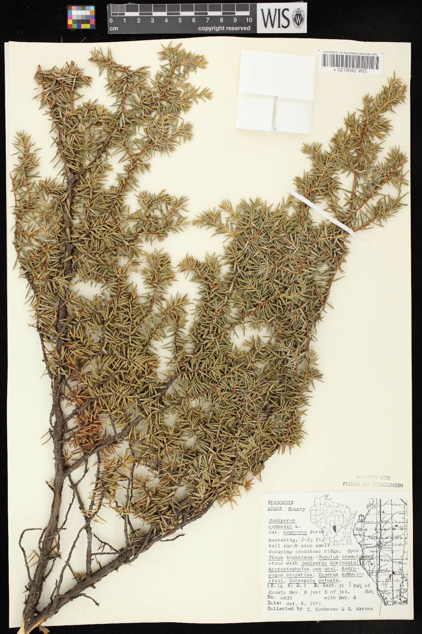 Juniperus communis image