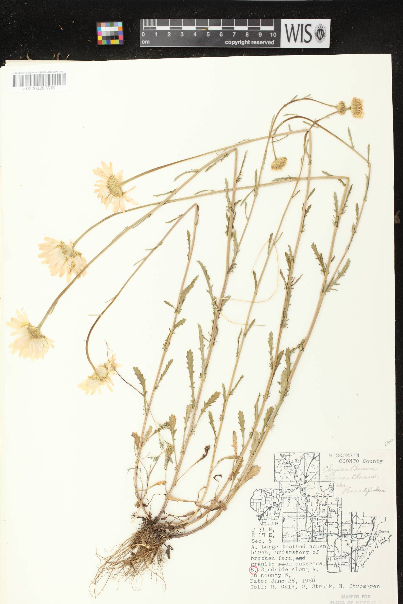Leucanthemum vulgare image