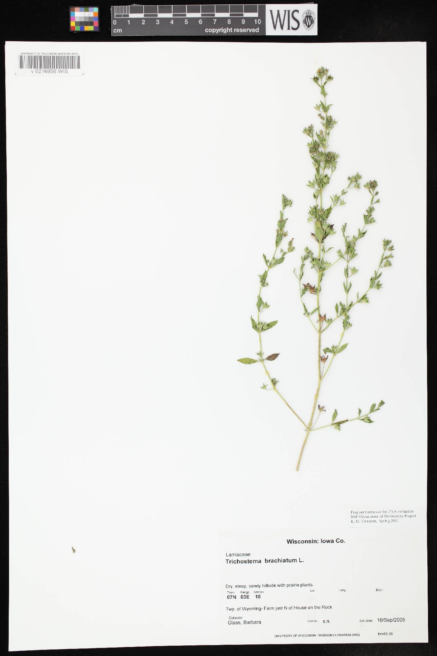 Trichostema brachiatum image