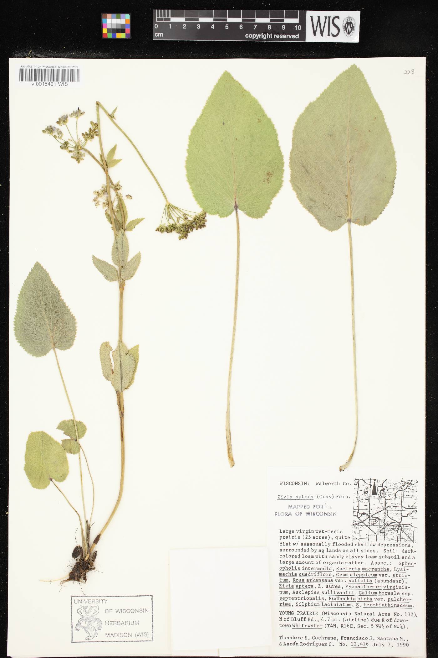 Zizia aptera image