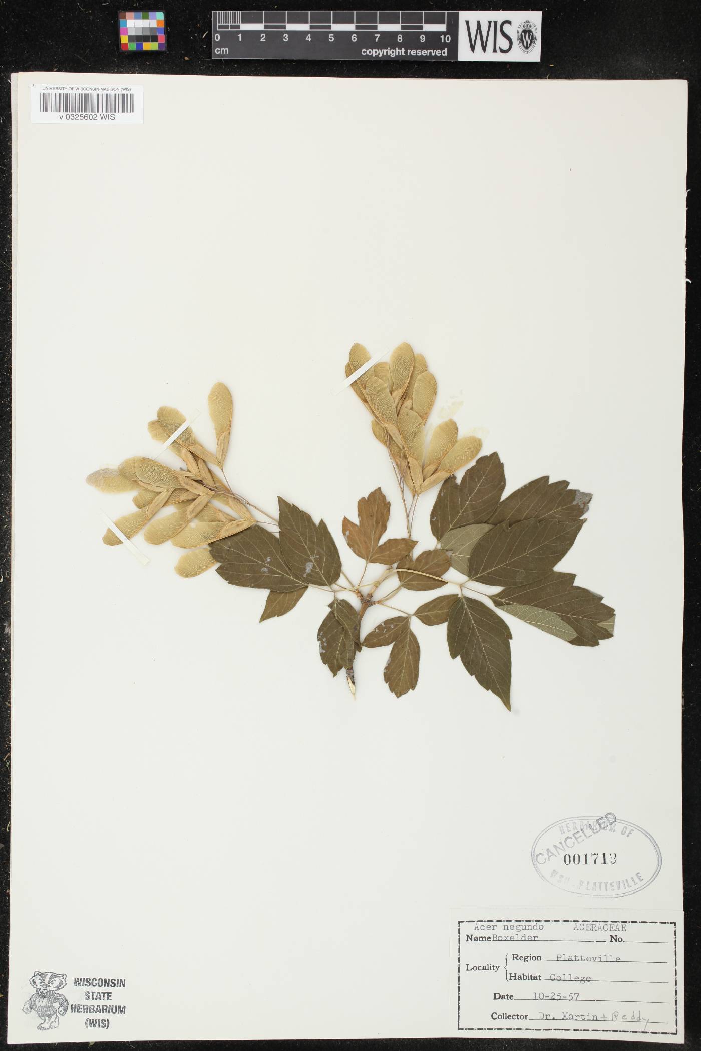 Acer negundo image