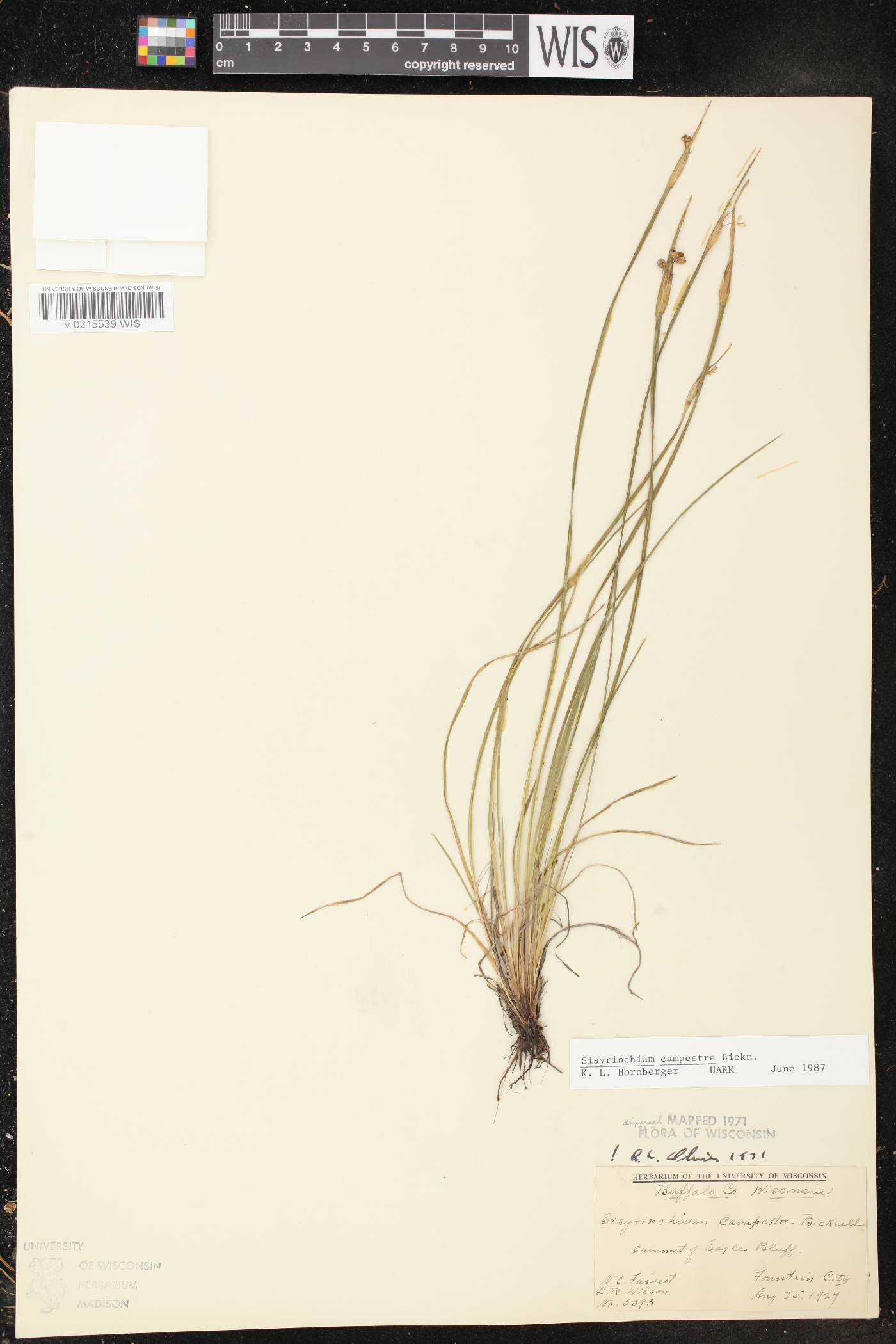 Sisyrinchium campestre image