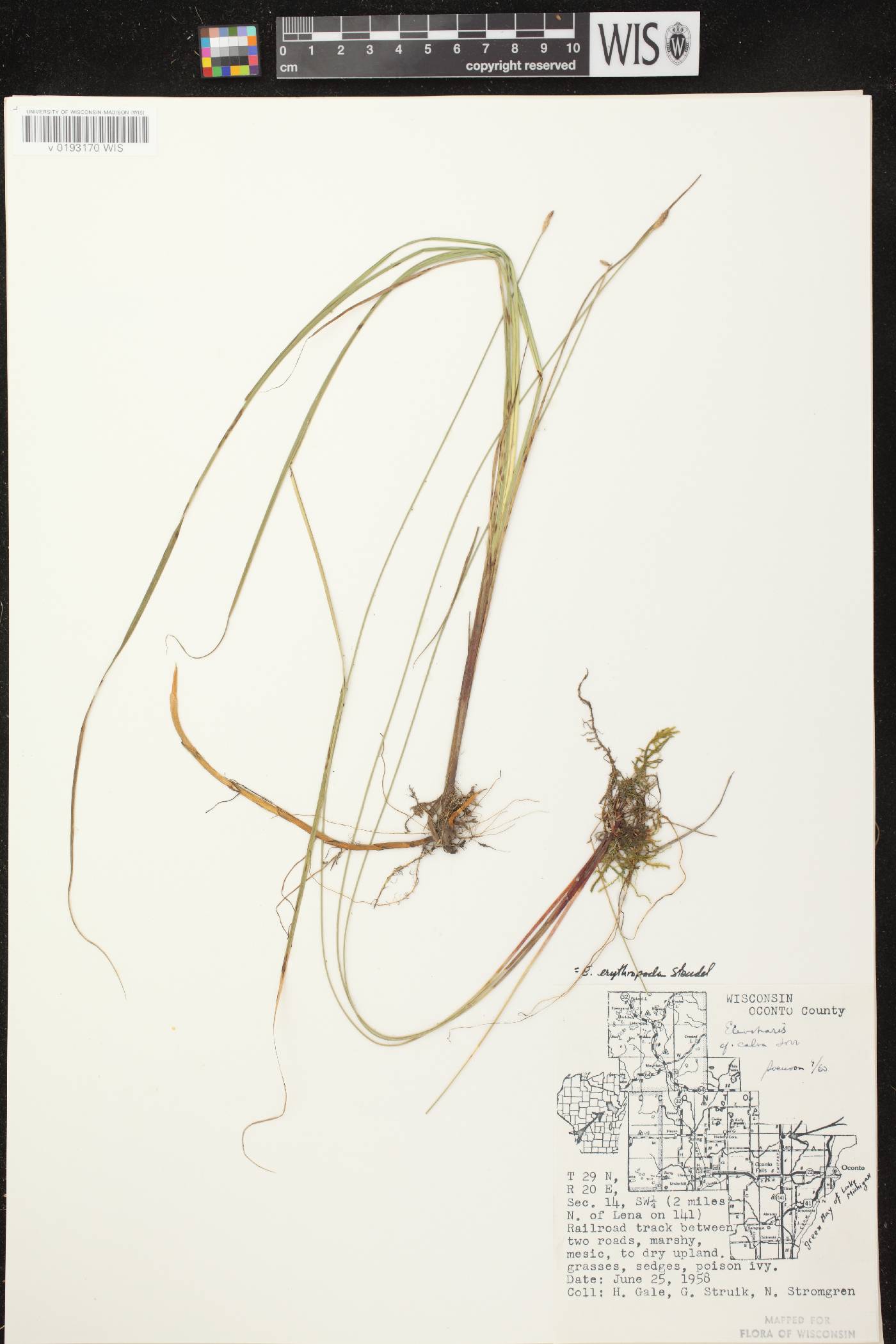 Eleocharis erythropoda image