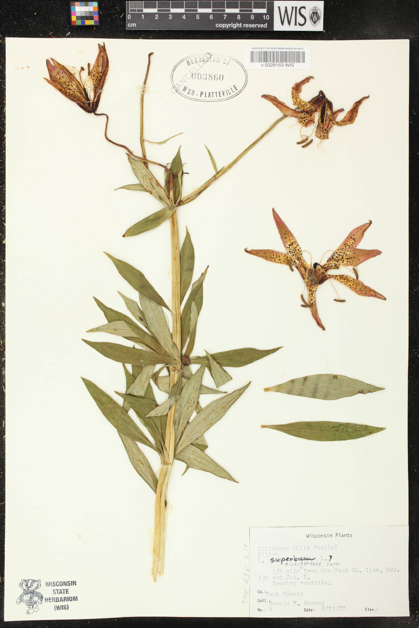 Lilium michiganense image
