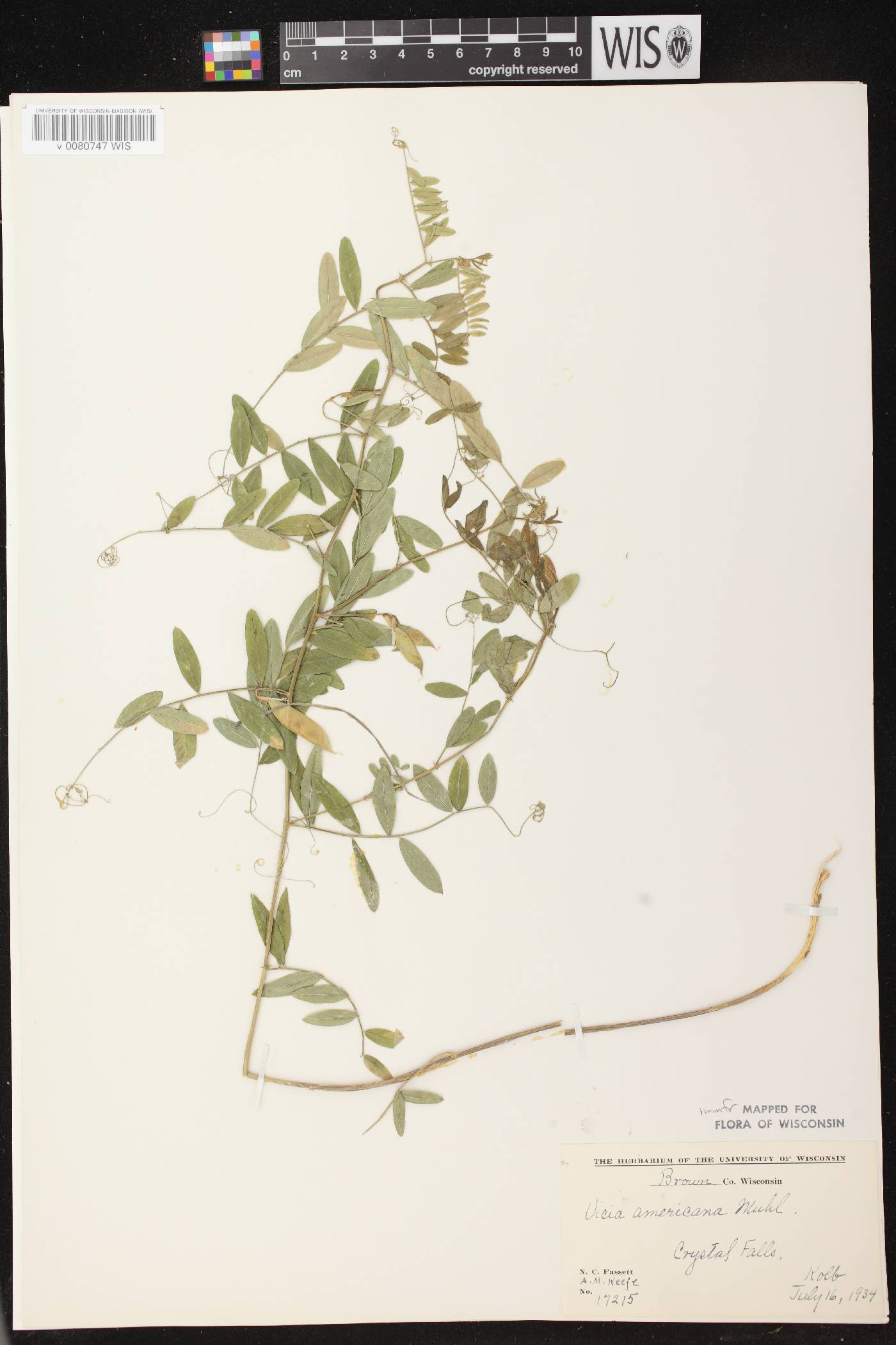 Vicia americana subsp. americana image