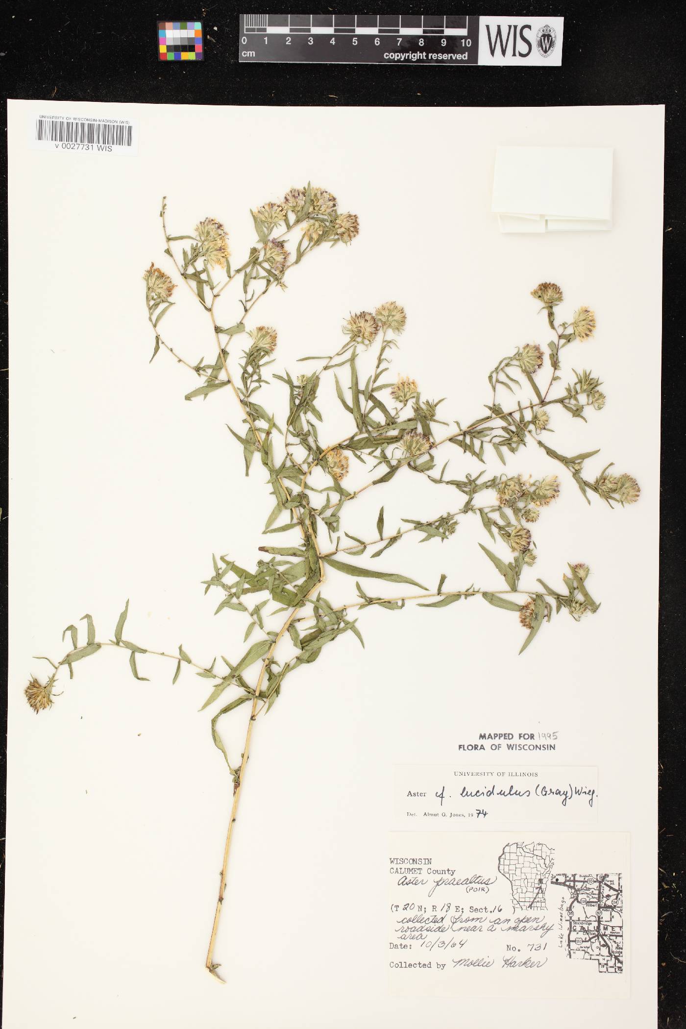 Symphyotrichum firmum image