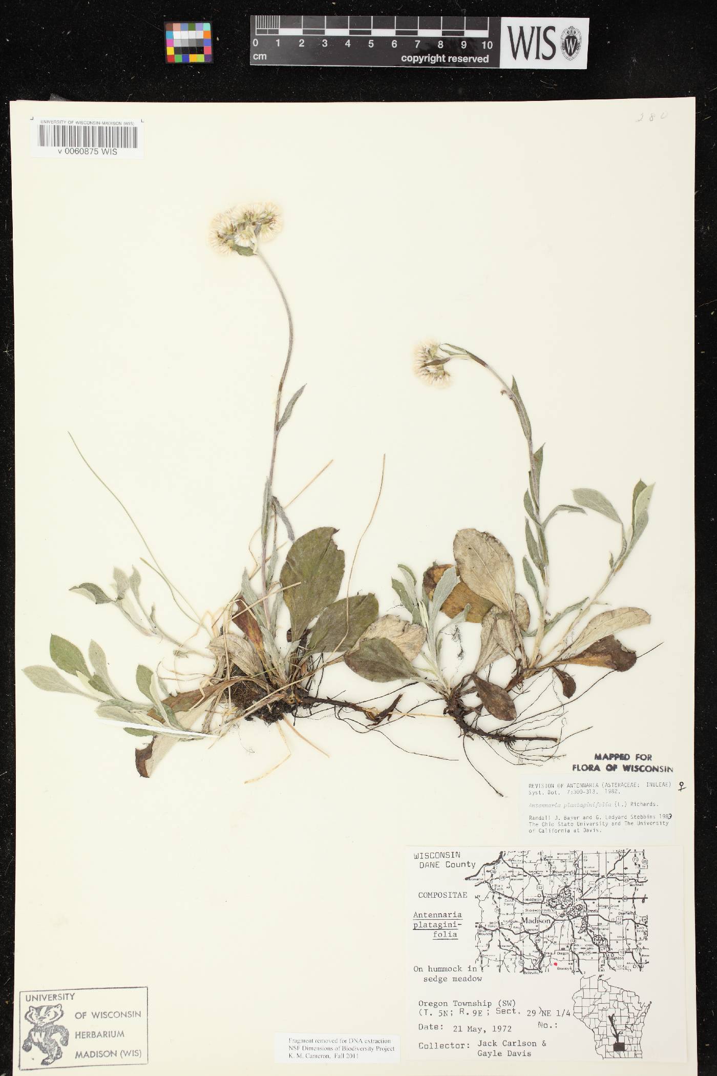 Antennaria plantaginifolia image
