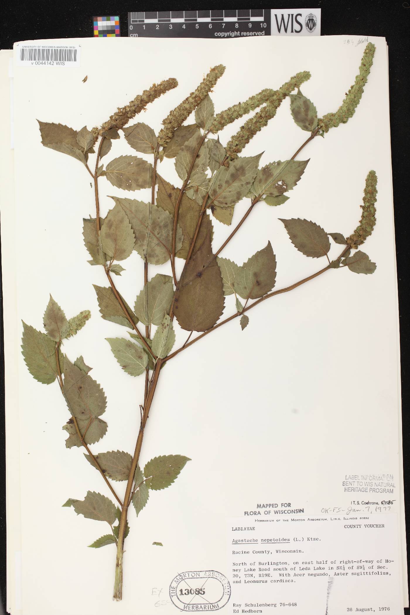 Agastache nepetoides image