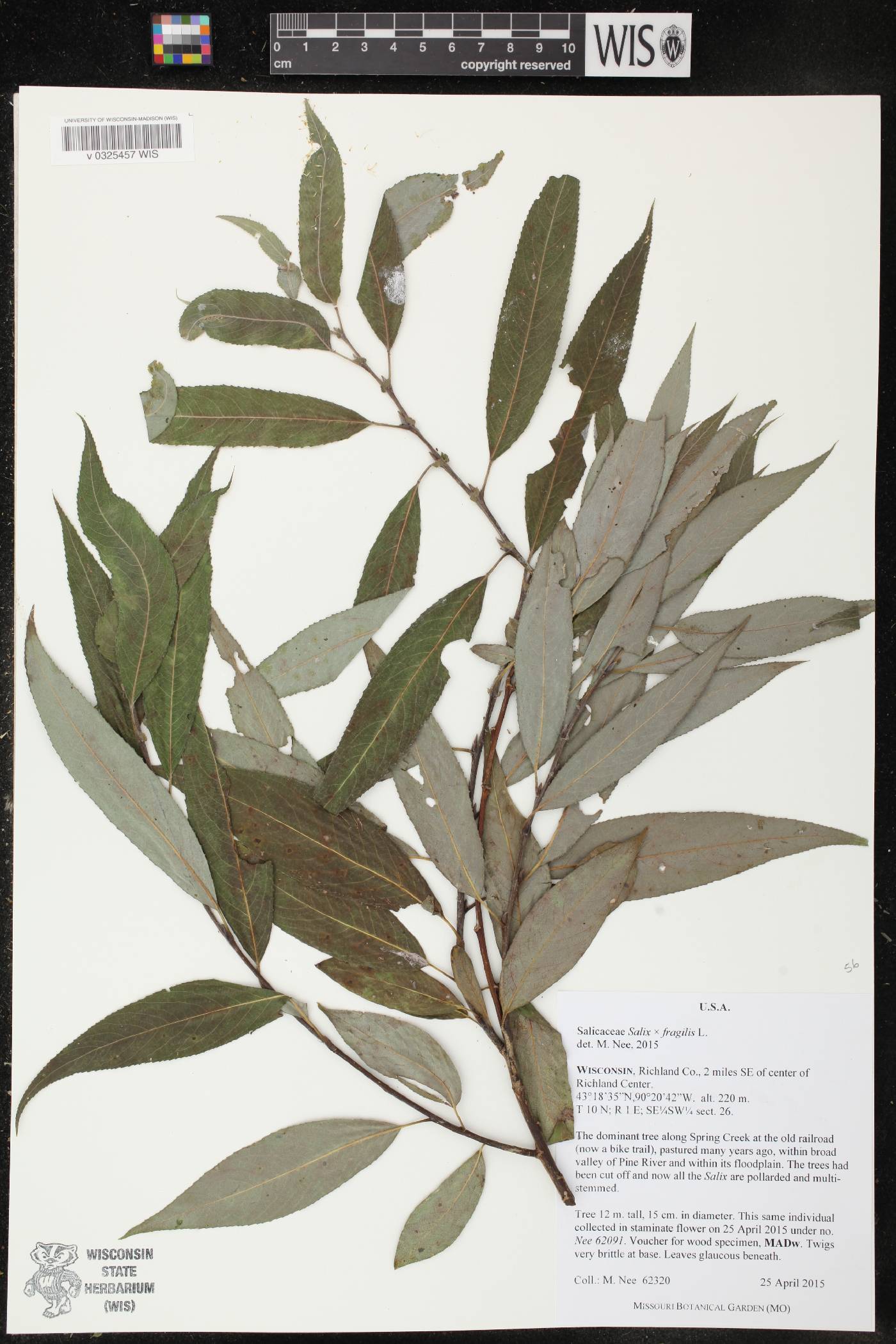 Salix x fragilis image